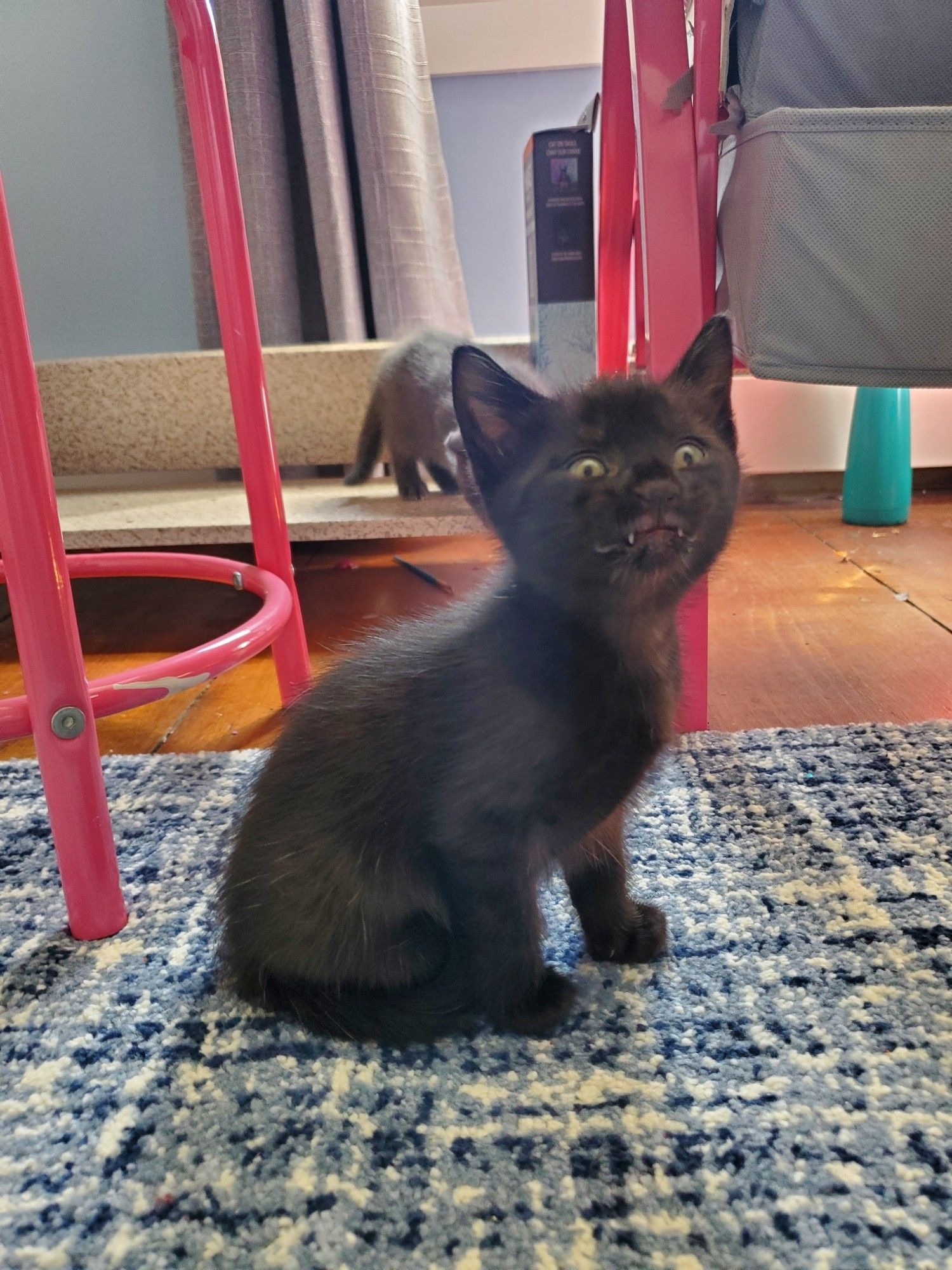 A small black kitten looking up with fangs out!