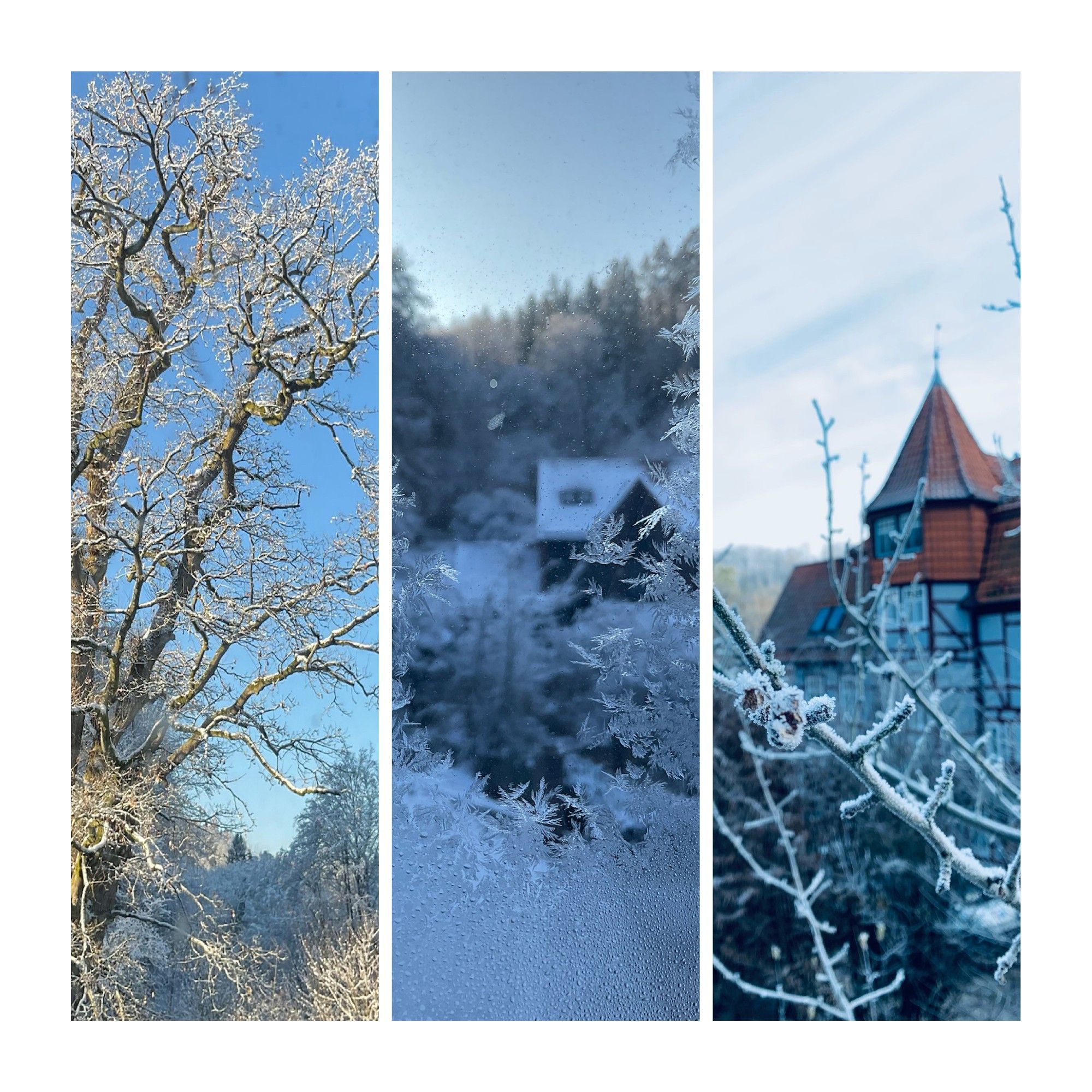 Winterlandschaft rings ums Waldschlösschen: Verschneiter Baum, Eisblumen am Fenster, Raureif an Zweigen, im Hintergrund die Gebäude