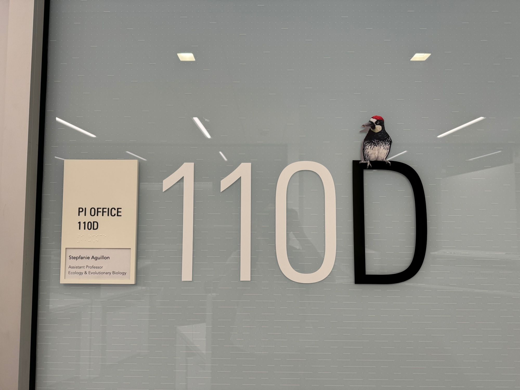 Image of the outside of Stepfanie's office showing the PI Office tag and 110D in big letters. 110D is a decal stuck to a gray glass wall. Perched on top of the large black D is an acorn woodpecker decal with an acorn in its beak. Acorn woodpeckers have striking contrasting black and white color with a bright red crown patch.