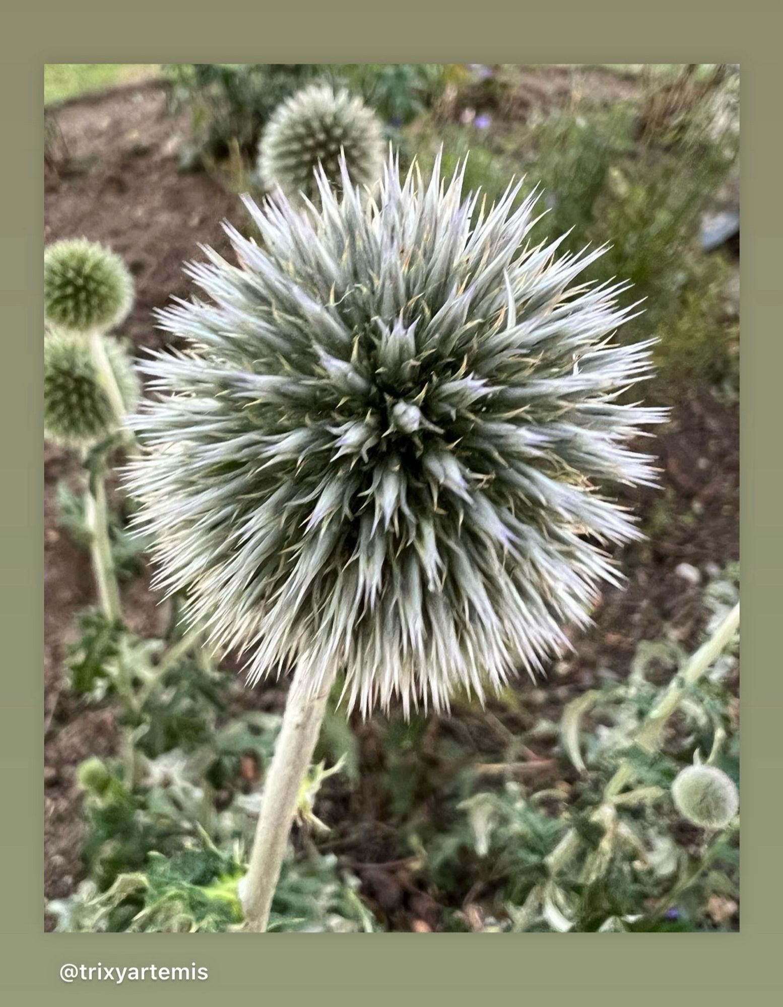 A photo of a glandular globe thistle which rises to the centre of the frame and its globe takes the centre of the photo. A globe made of silver spikes radiating outwards and in the background to the left of the frame you can see smaller globe thistles and greenery and the flower bed.