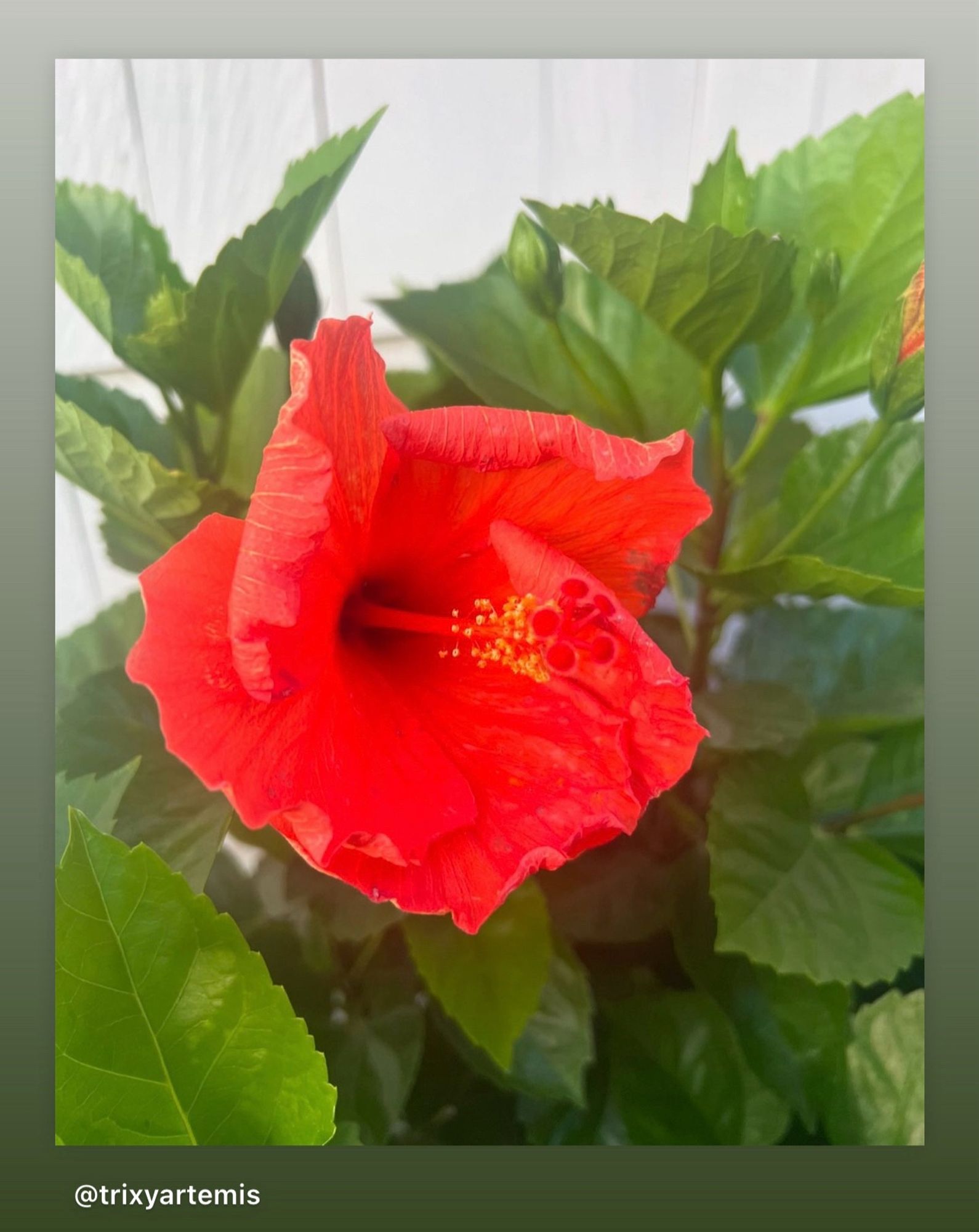 Red Chinese hibiscus flower in the centre of the frame with its stamen protruding, surrounded by green leaves framing the flower. A white fence can be seen in the top left of the frame.