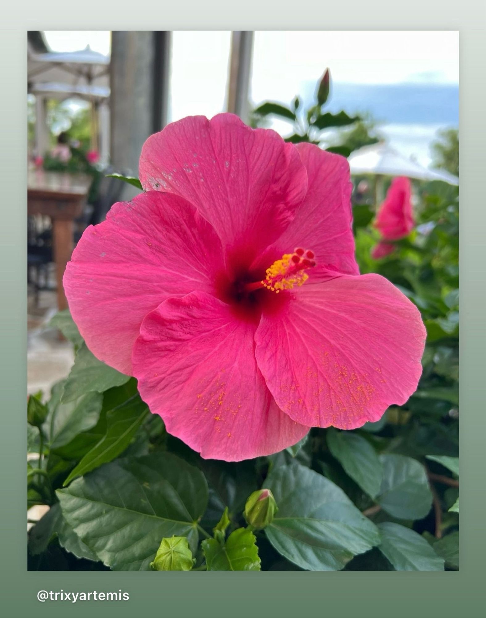 Close up of a pink hibiscus plant one whole flower fills most of the frame with its stigma protruding from the centre, some foliage is seen in the back ground.