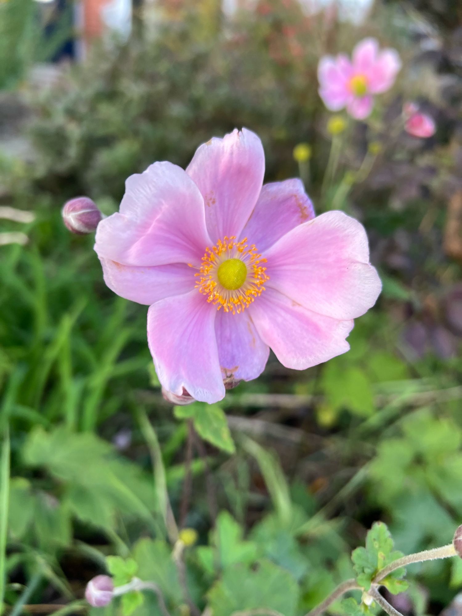 Photo of a pink Eriocapitellahupehensis flower in the centre of the photo with green shrubbery around the edge of the flower.