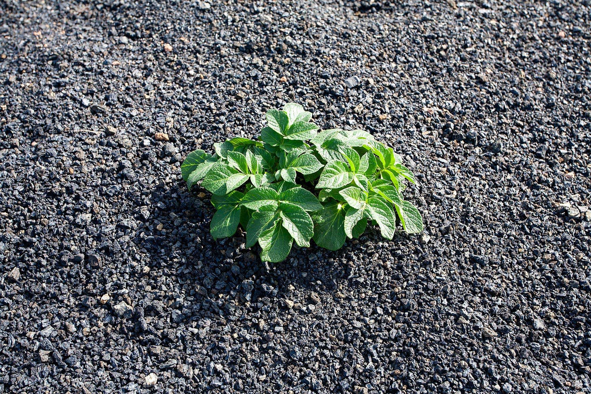 Eine Kartoffelpflanze, die für uns ungewohnt in schwarzer Vulkanerde wächst. Fotografiert auf Lanzarote.