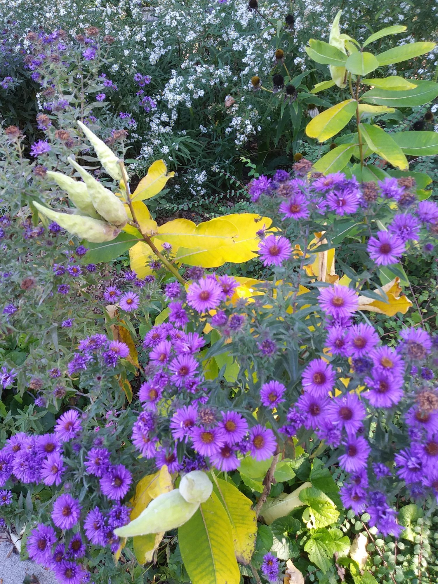 Butterfly garden, purple asters among milkweed