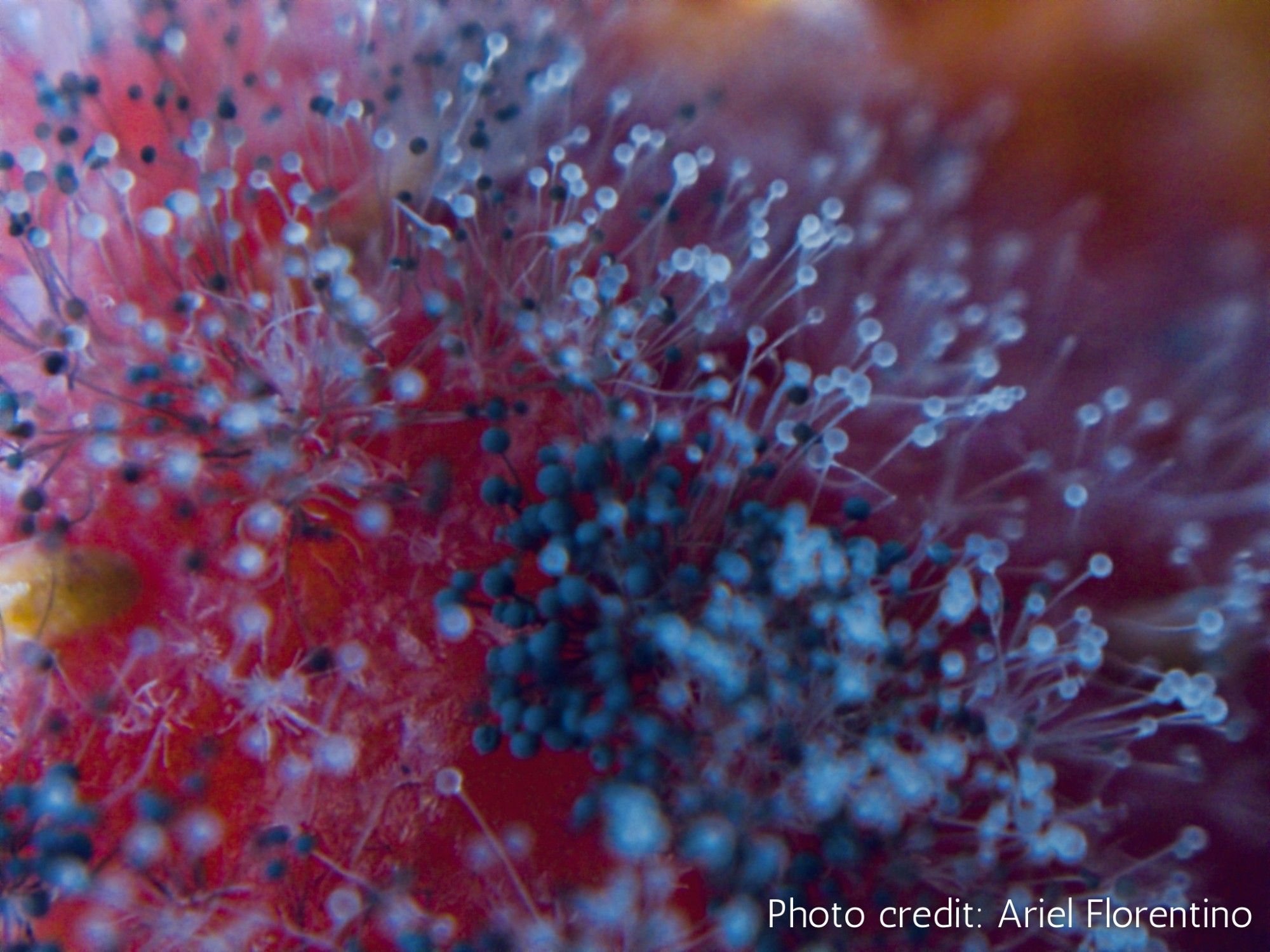 Extreme closeup of Botrytis cinerea growing on the surface of a strawberry.