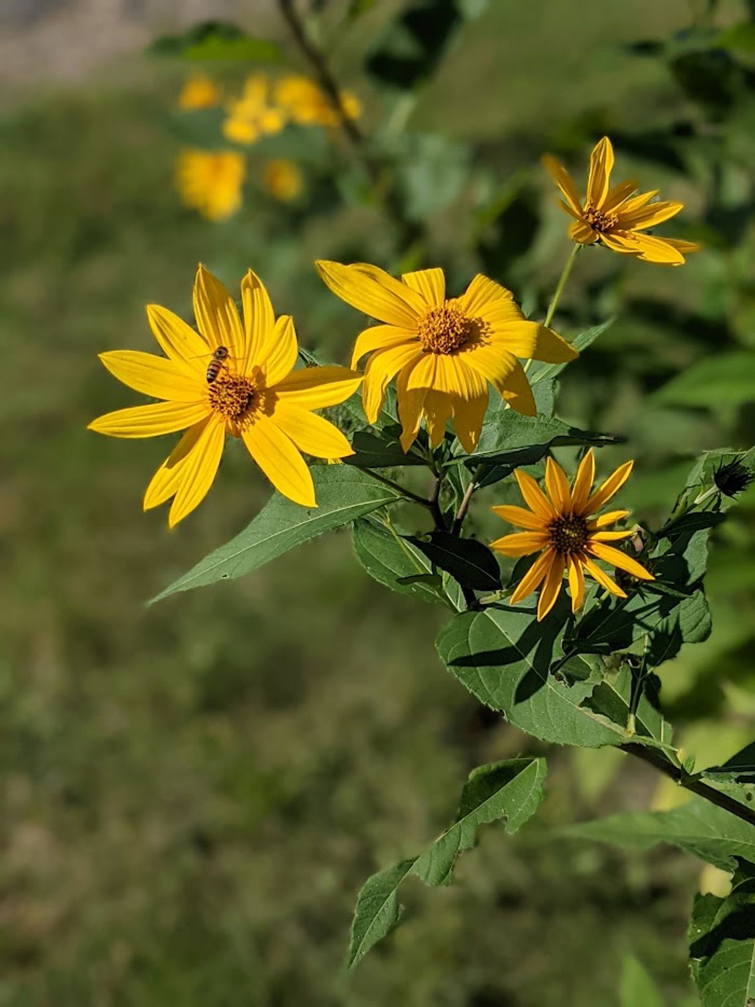 A bee visits a Helianthus tuberosus flower.