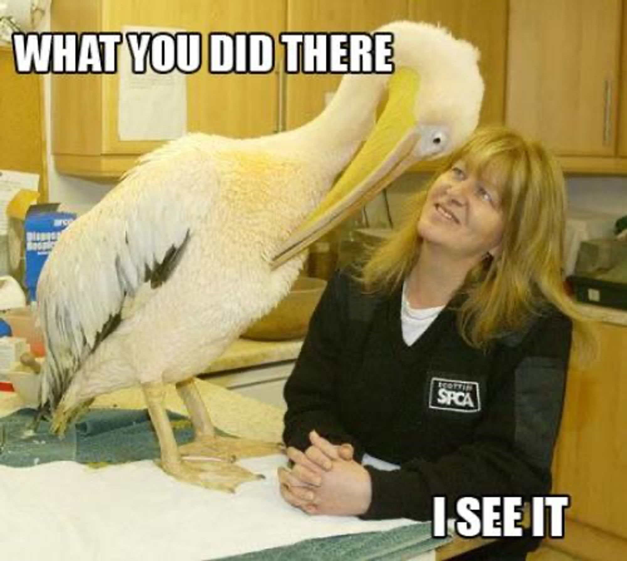 A large pelican looking eye to eye with a rescuer. Text reads, "What you did there. I see it."