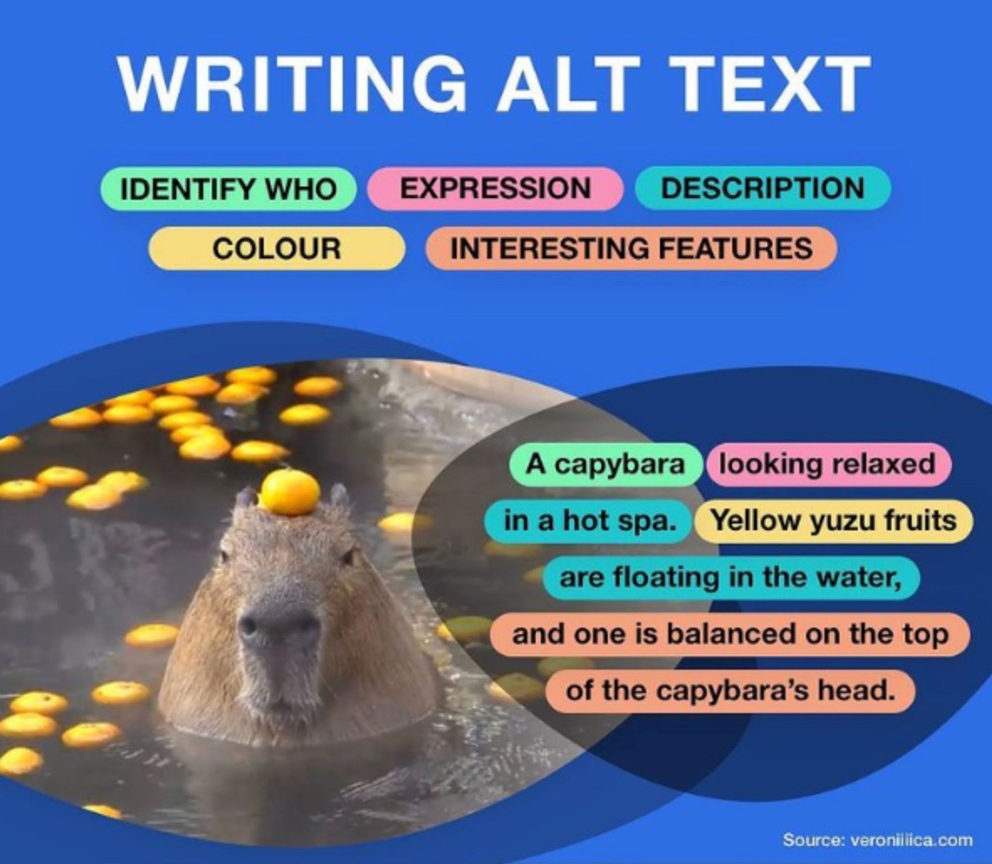 ALT text copied and pasted from the linked website: An infographic titled “How To Write Alt Text” featuring a photo of a capybara. Parts of alt text are divided by color, including identify who, expression, description, colour, and interesting features. The finished description reads “A capybara looking relaxed in a hot spa. Yellow yuzu fruits are floating in the water, and one is balanced on the top of the capybara’s head.”