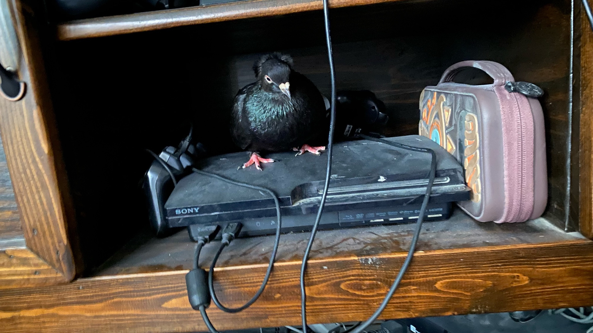 My naughty little goblin pigeon, Henn Danzig, hiding in the tv console on top of the ps3