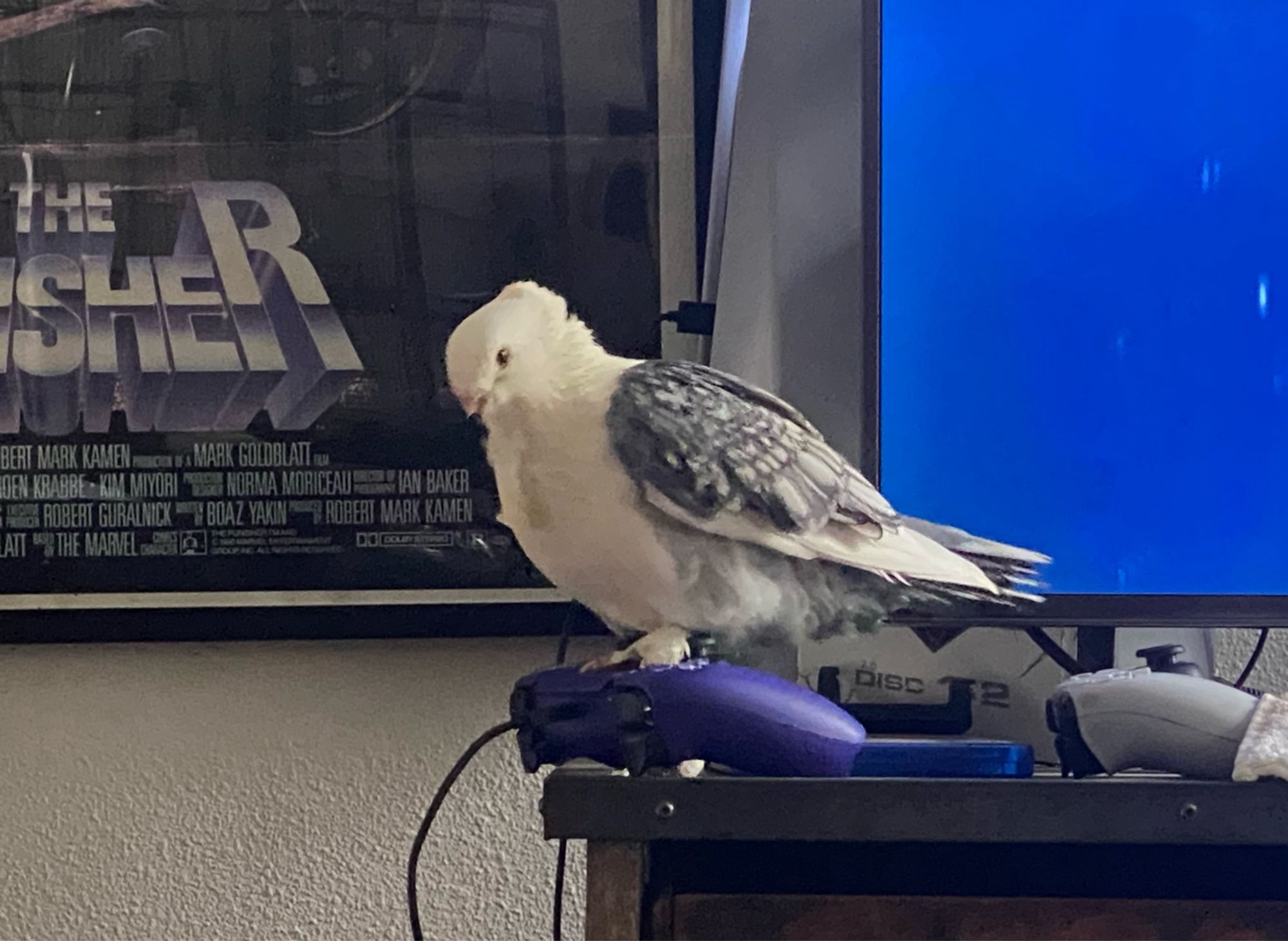 Satinette pigeon sitting on a playstation controller