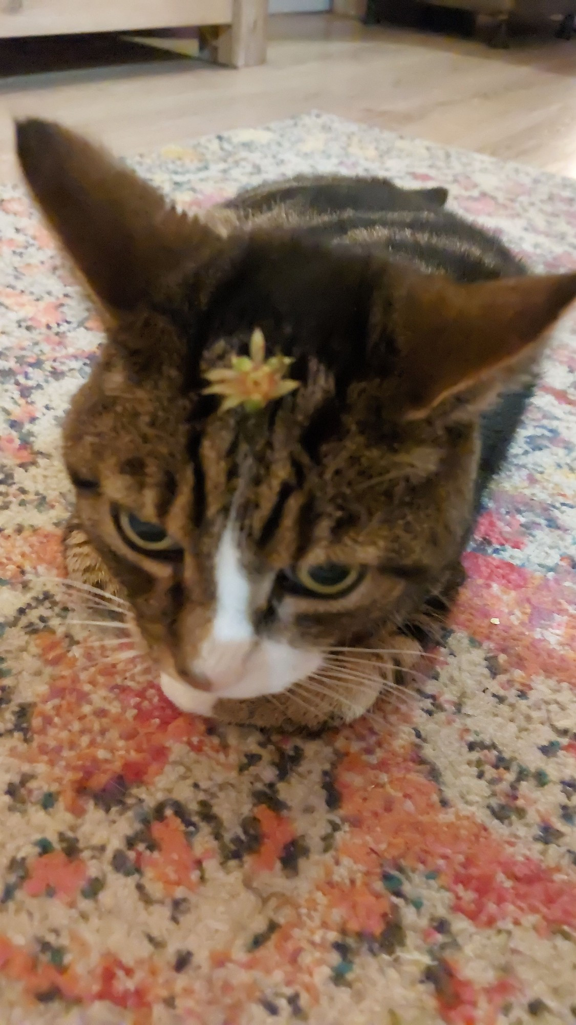 The image shows a brown tabby cat with a white nose loafing on a carpet. The cat has a strawberry crown on it's forehead. His ears are pointing backwards as he stares awkwardly into the distance.