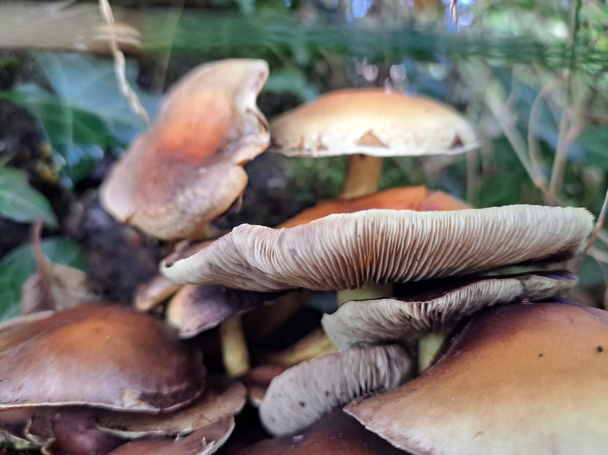 A close-up photograph of a cluster of mushrooms on a tree. A few thick yellow stems can be seen through all the light-to-dark brown open caps. At the center of the image are three mushrooms with caps peeling back showing dirty white gills.