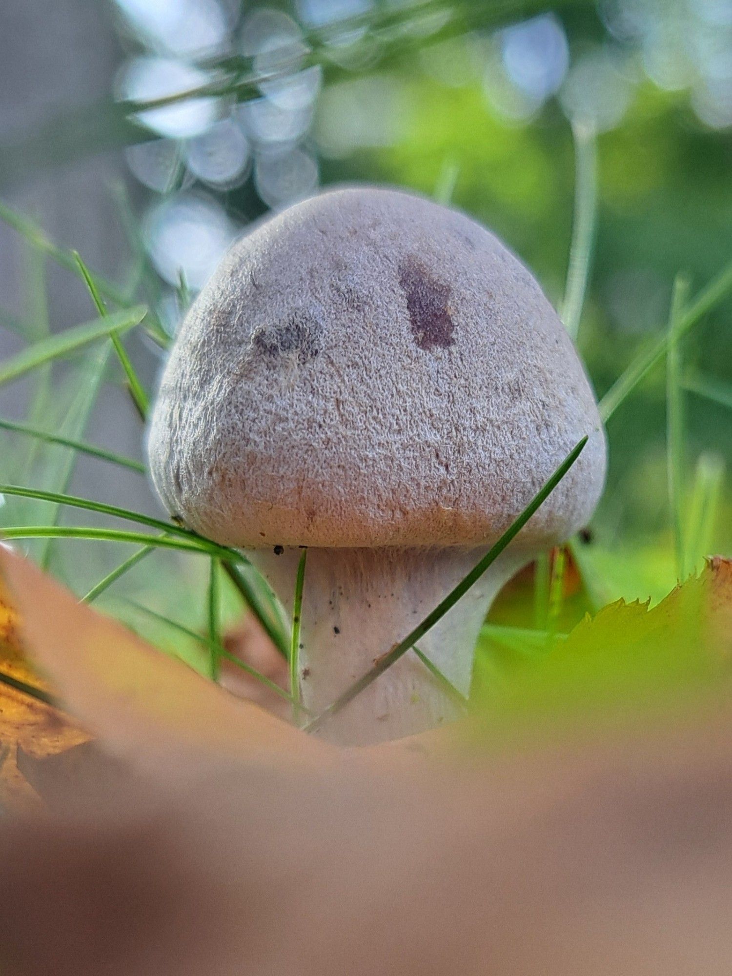 A photograph of a mushroom in grass. A grayish white mushroom with a thick stem and a tucked under cap. There is thick webbing stretching from the edges of the cap to halfway down the stem.