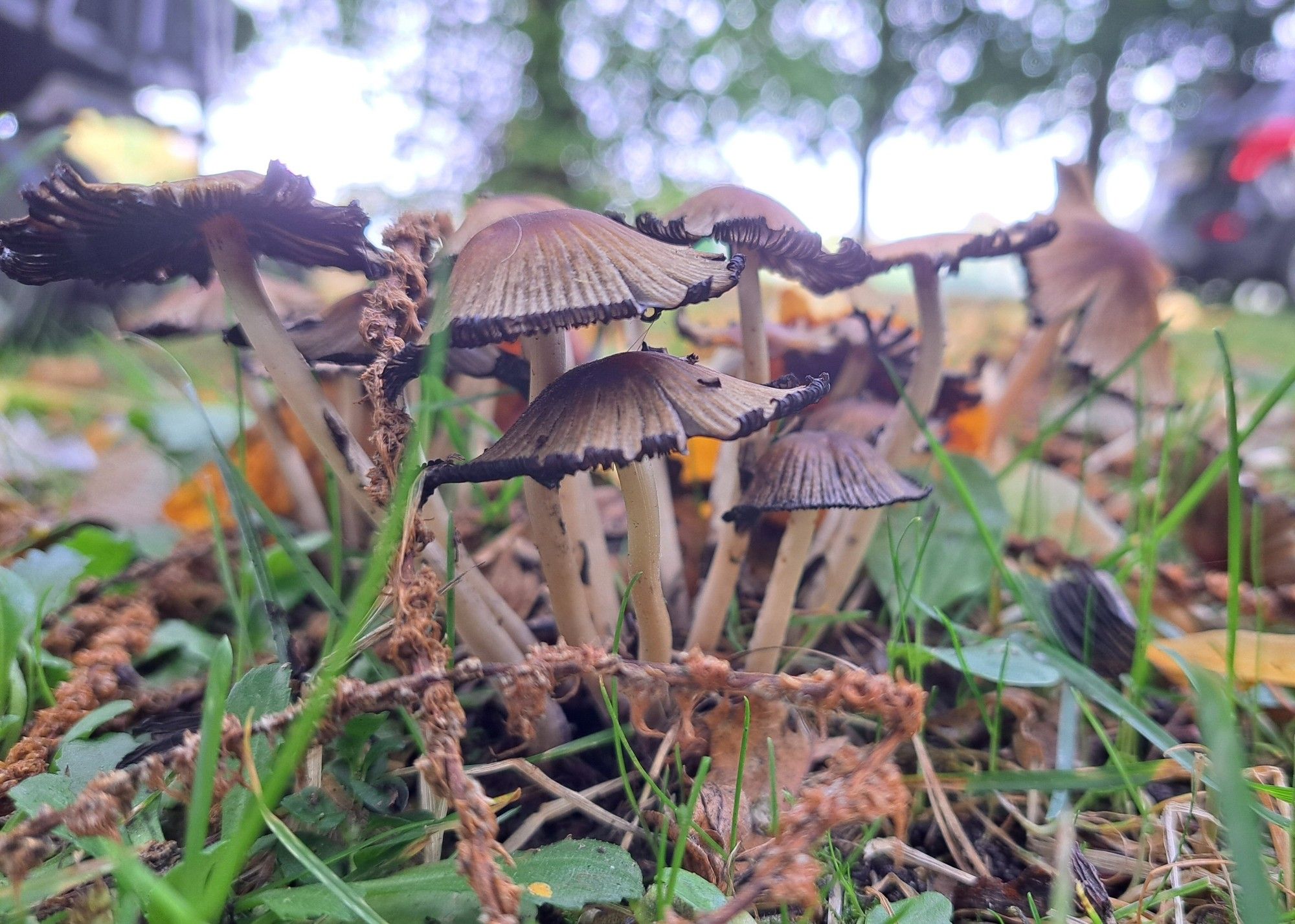 A bunch of mushrooms in grass. Many thin yellow stems reach up and out from a central point. Each one capped by a thin striped wide-open cap curling up at the edges