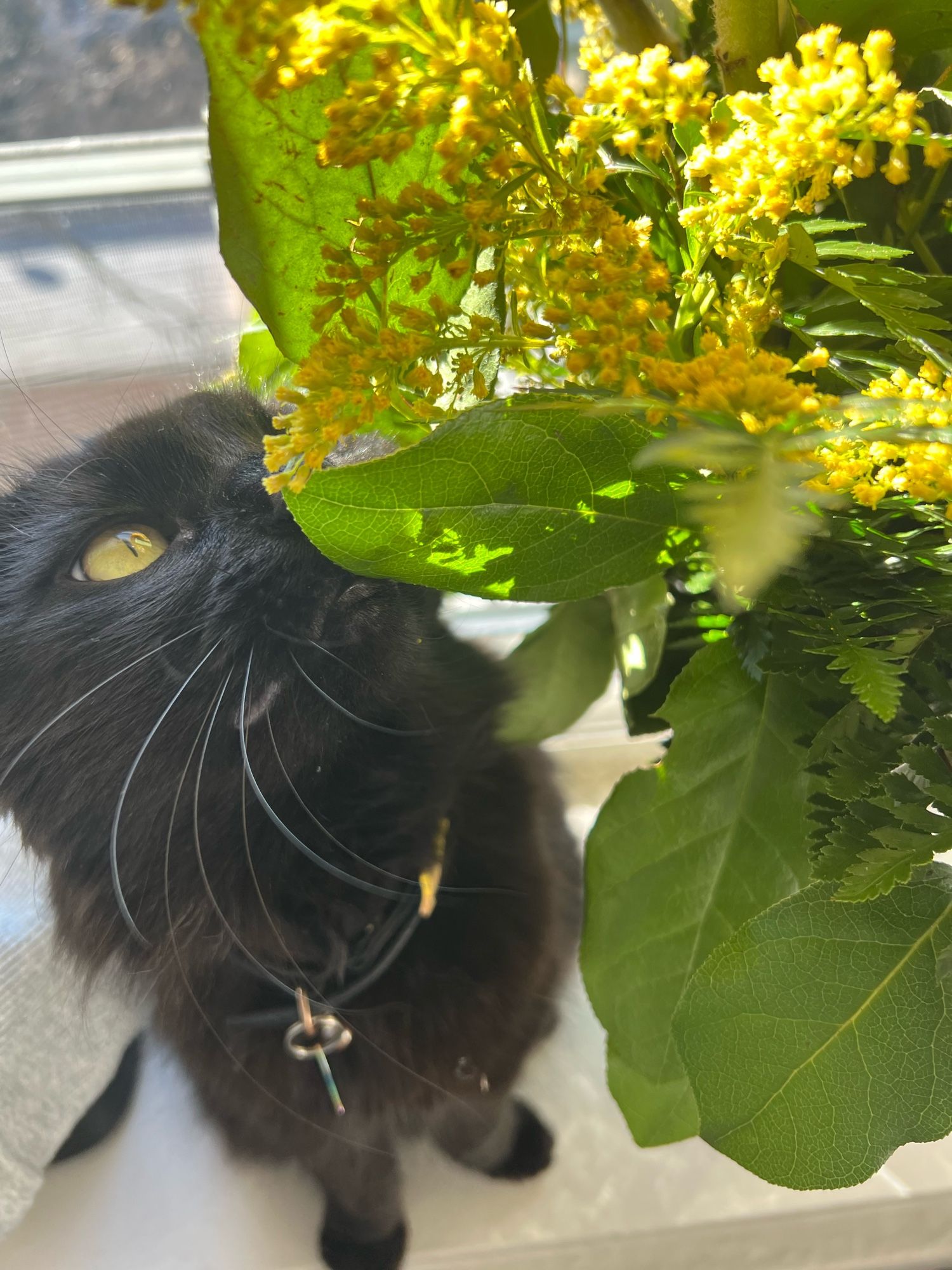 Danza enjoys a good sniff of a plant on the windowsill