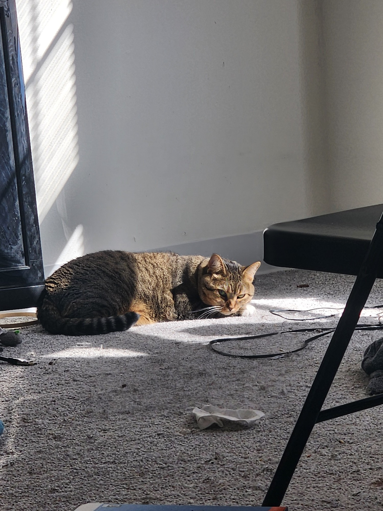 A tabby cat laying in a sunbeam, looking at the camera 