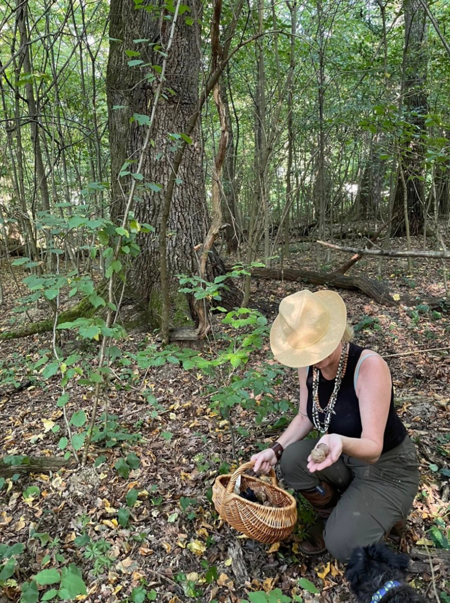 A picture of our Maker of Magical Natural Inks wearing a hat and kneeling on the forest floor with a half full basket of oak galls.