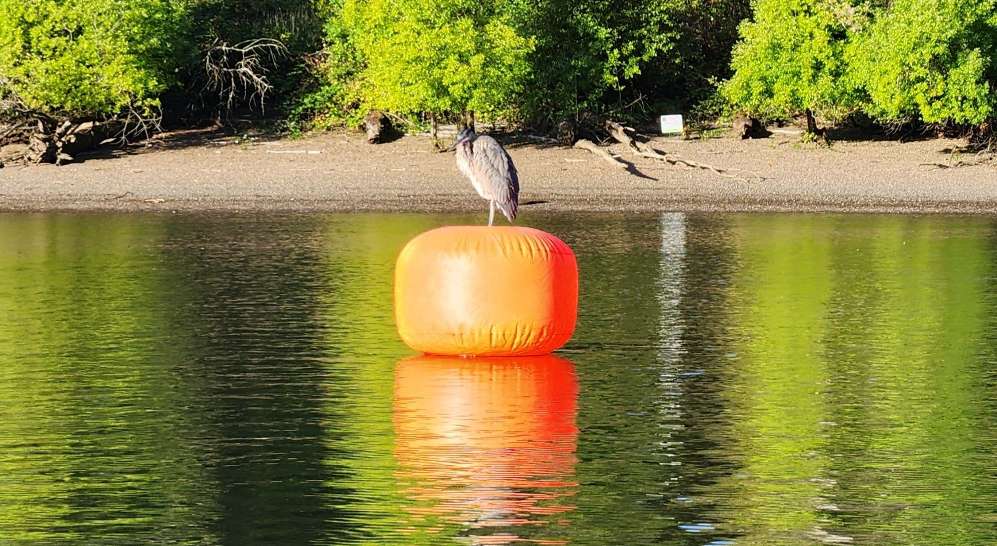 A Great Blue Heron sits atop an orange course marker buoy on the Willamette River