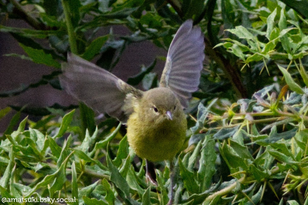 An orange-crowned warbler spreads its grey wings to show off its very yellow body. It is perched in a bush full of small bright green leaves.