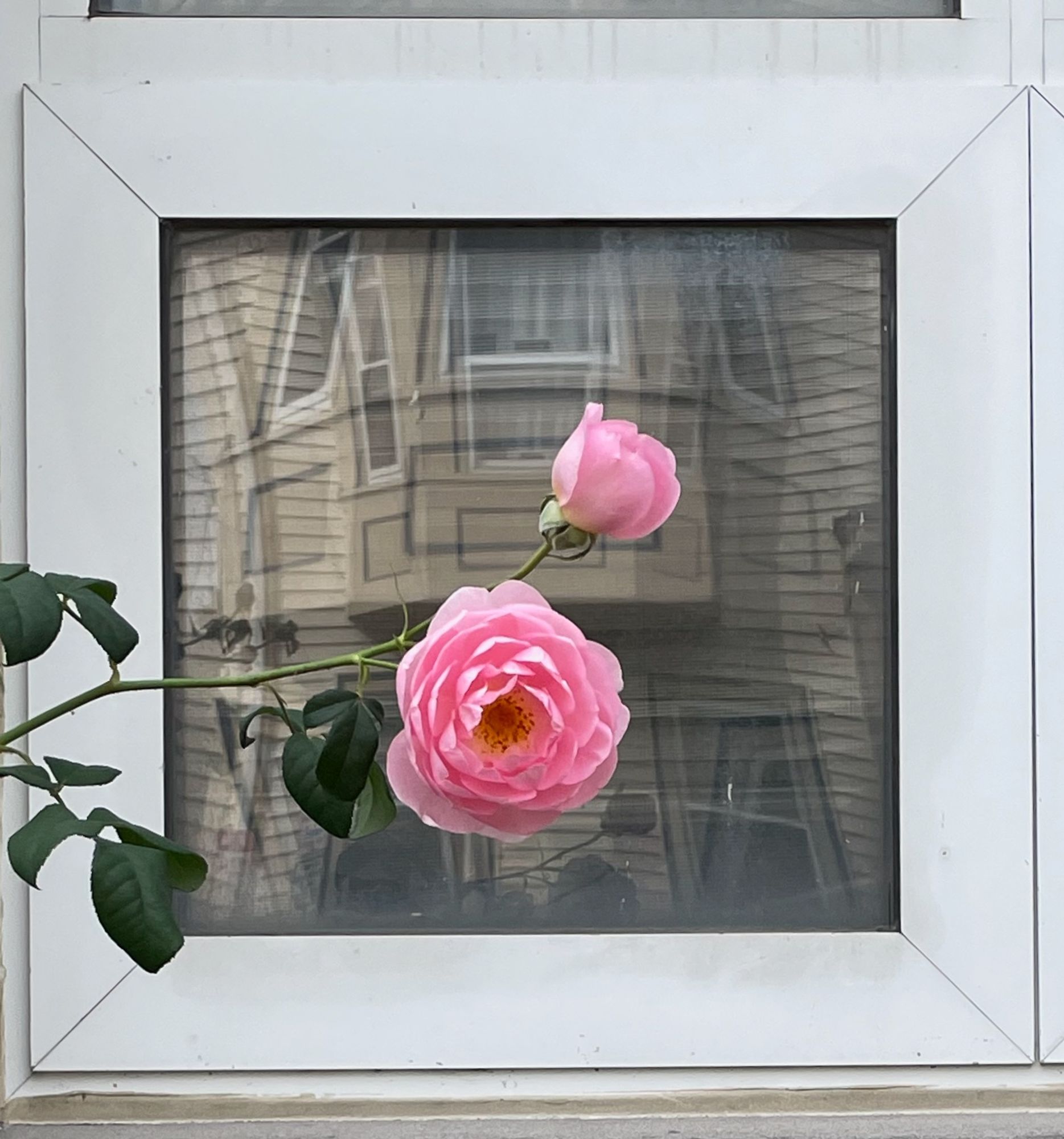 A branch of a rose bush reaches in from the left of a square single-pane window with a wide aluminum frame so that two pink blossoms are approximately at the center of the window, a full bloom facing us and a partially open blossom that we see in profile.  In the window behind the roses, the bay window of a house across the street is reflected and distorted.