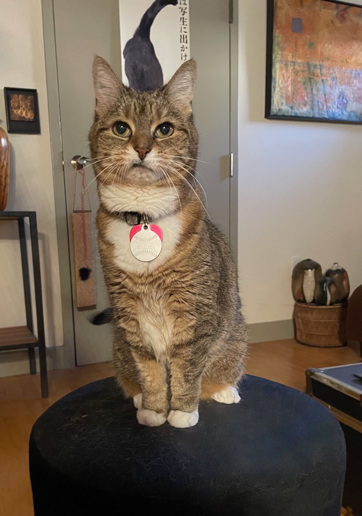 My tawny-toned tabby-striped kitty sits up on her black velvet tuffet and looks us in the eye. Despit her little crooked mouth and cute white mittens, she is all business.