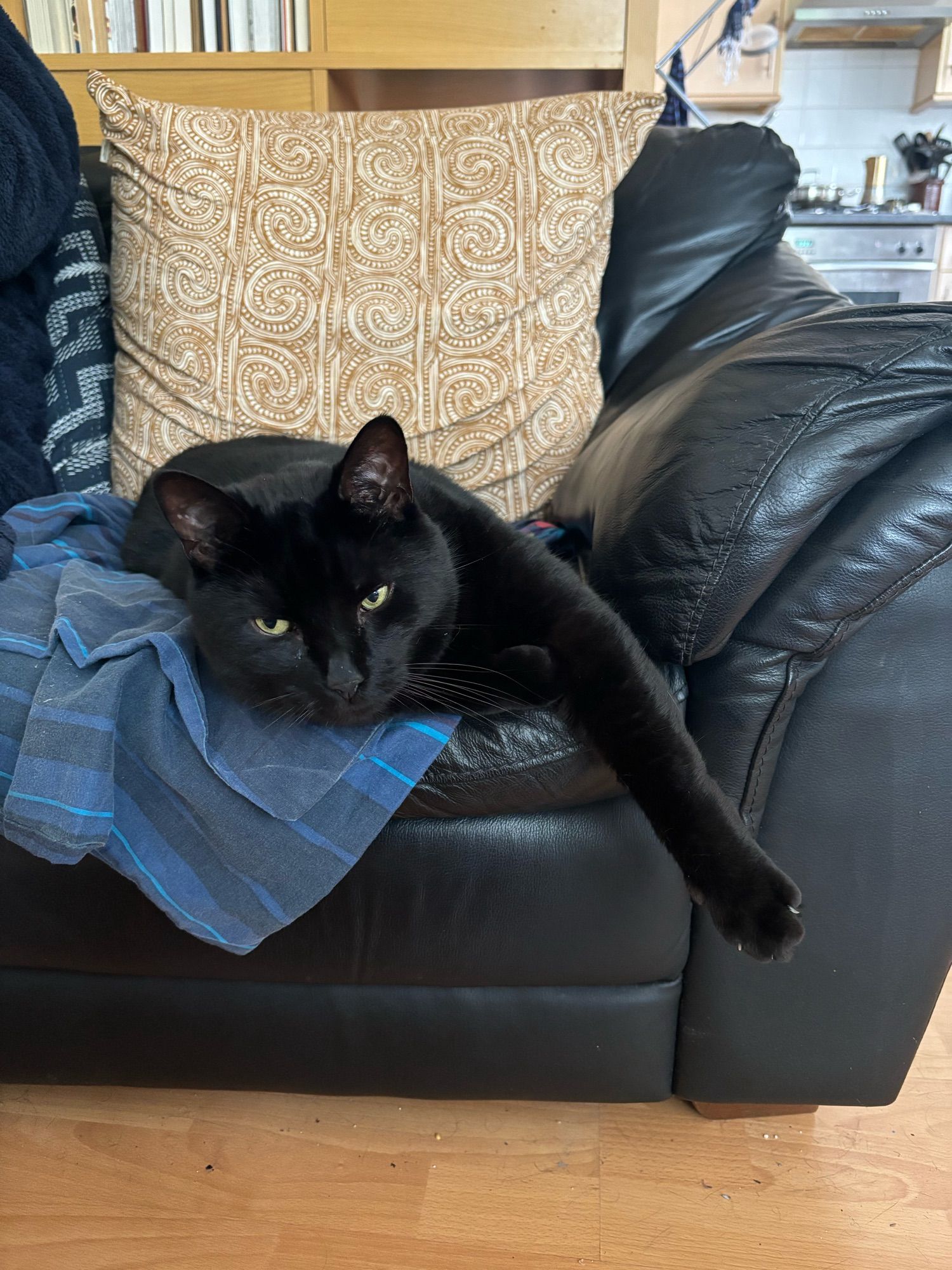 A black cat lounging on the sofa as if it’s his throne.