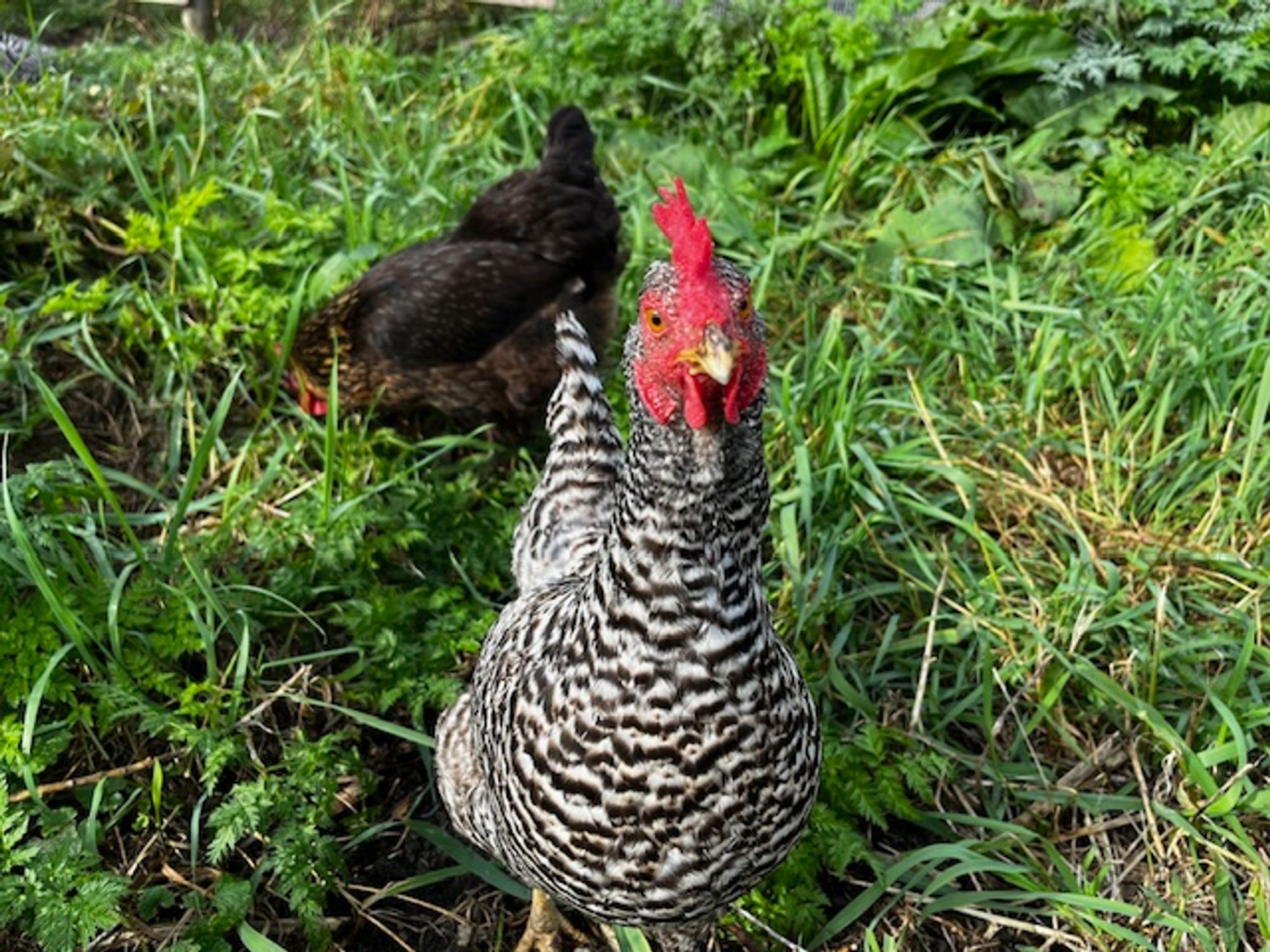 A photo of Mimi Parker Bobbsey, a Barred Rock chicken, standing in the grass and looking straight at the camera. Dressy Bessy, a Black Sex Link chicken, is poking around in the grass behind her.