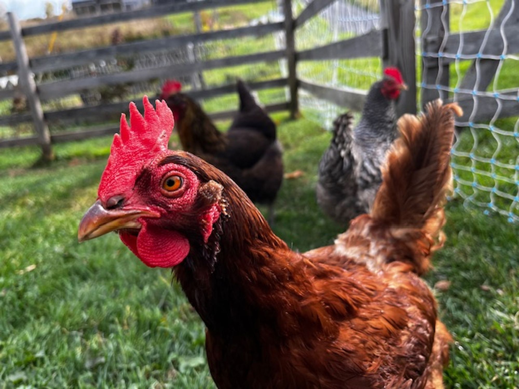 A close-up photo of Dora the Explorer, a Rhode Island Red chicken, in profile, standing in the grass. There are two chickens behind her, out of focus.