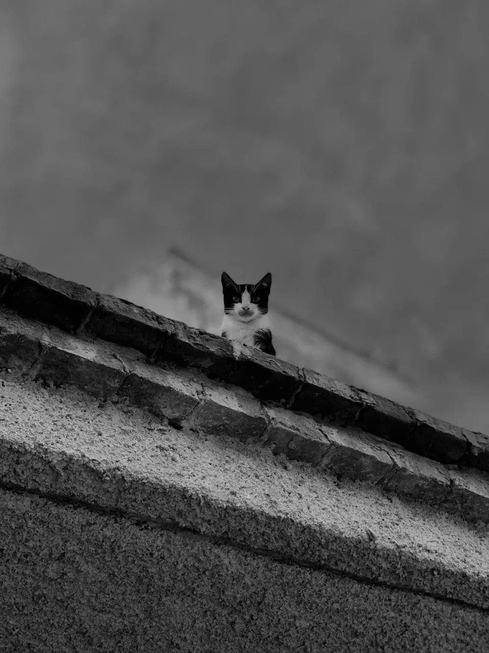 PHOTO by Donya El alami. A black-and-white photograph of a cat with a black and white coat peeking over the edge of a weathered rooftop. The cat’s eyes are wide, its ears pointed forward, and its paws rest on the rough surface of the roof. The bricks and concrete of the structure show signs of age, with cracks and uneven textures. The background consists of a softly blurred sky, adding depth to the scene. The cat’s gaze is steady, as if observing the world from its quiet vantage point.