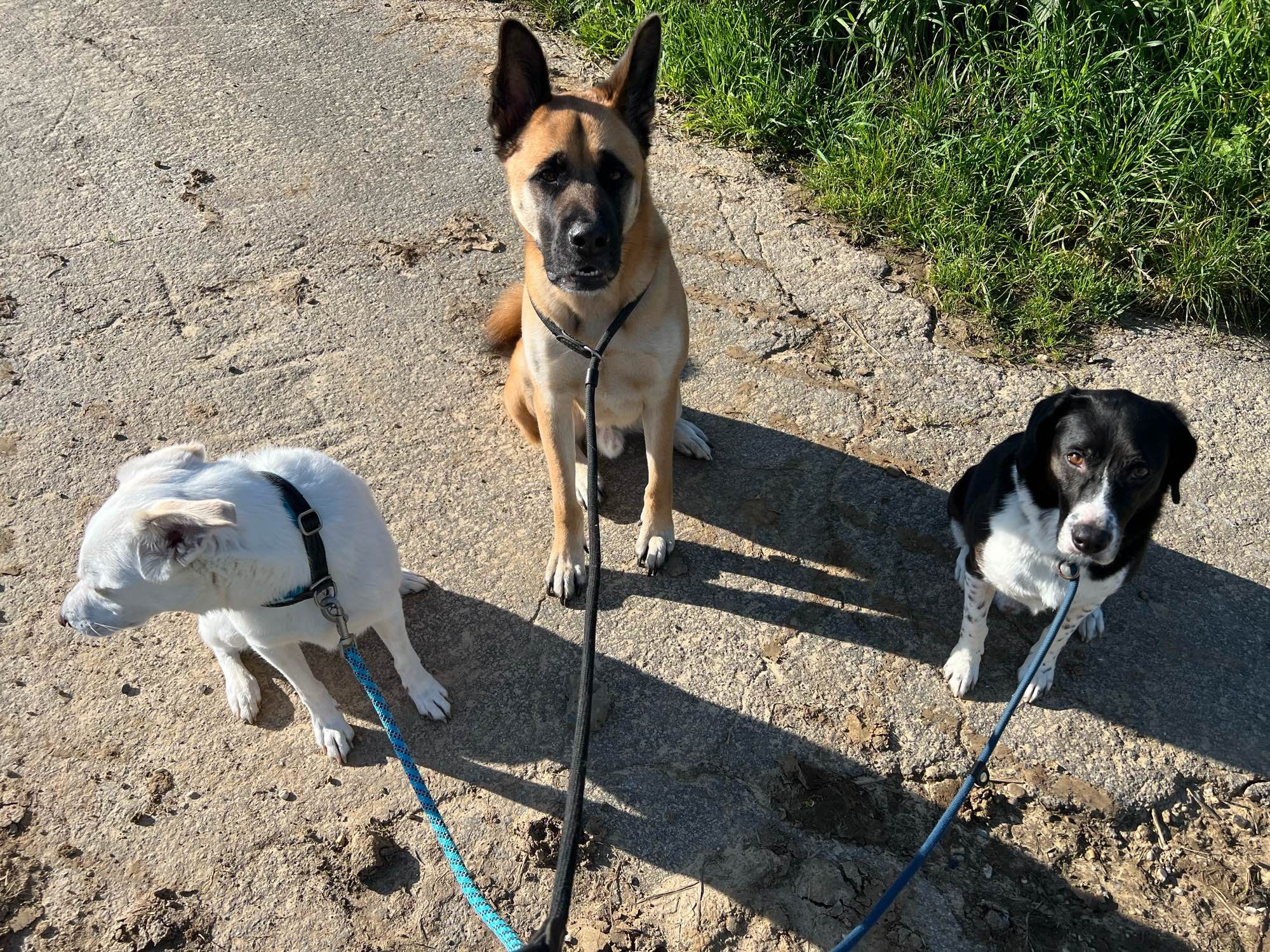 Drei Hunde wurden auf einem Feldweg abgesetzt. Einer schaut natürlich nicht in die Kamera