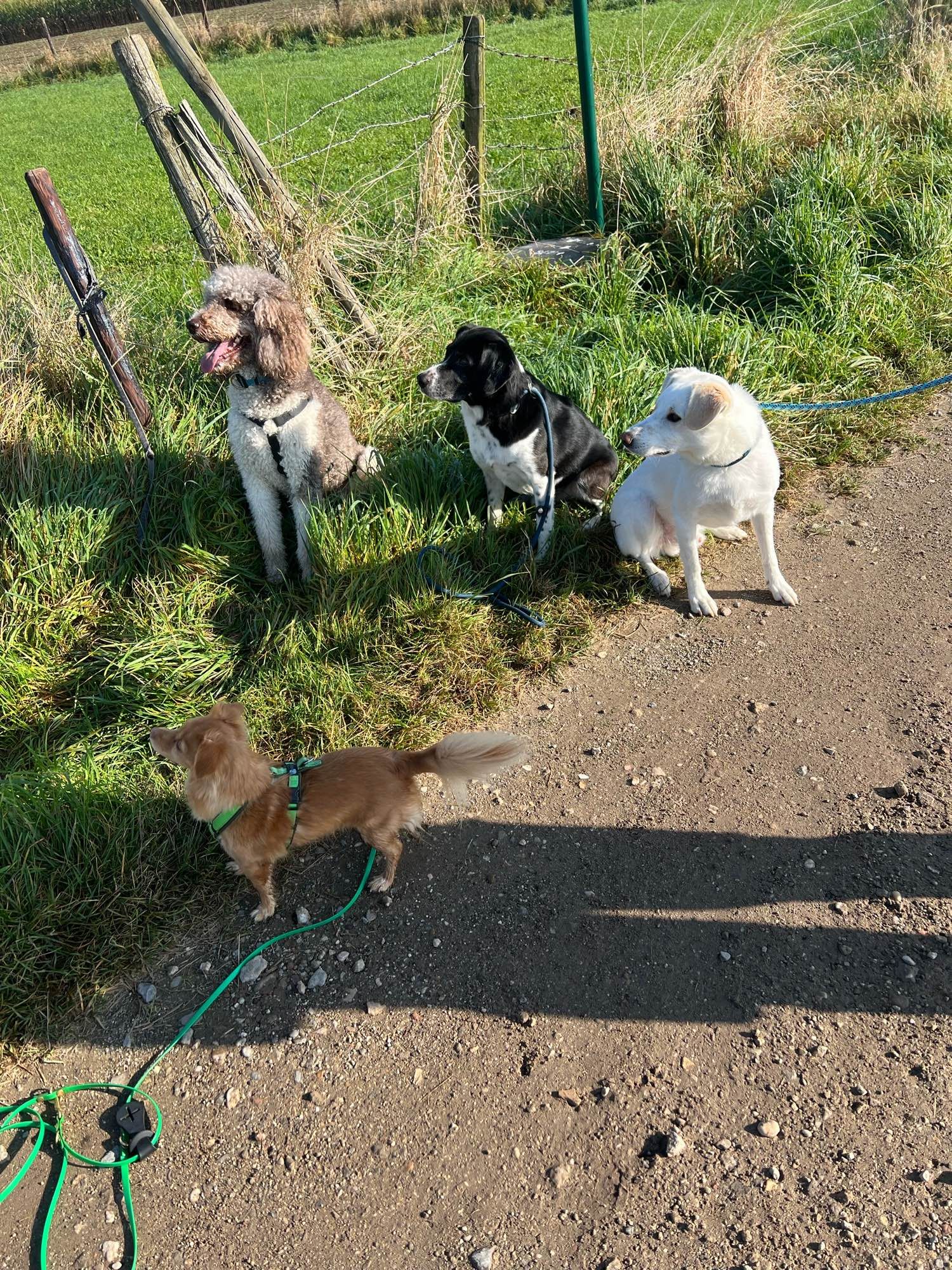 Vier Hunde posieren im Grünstreifen