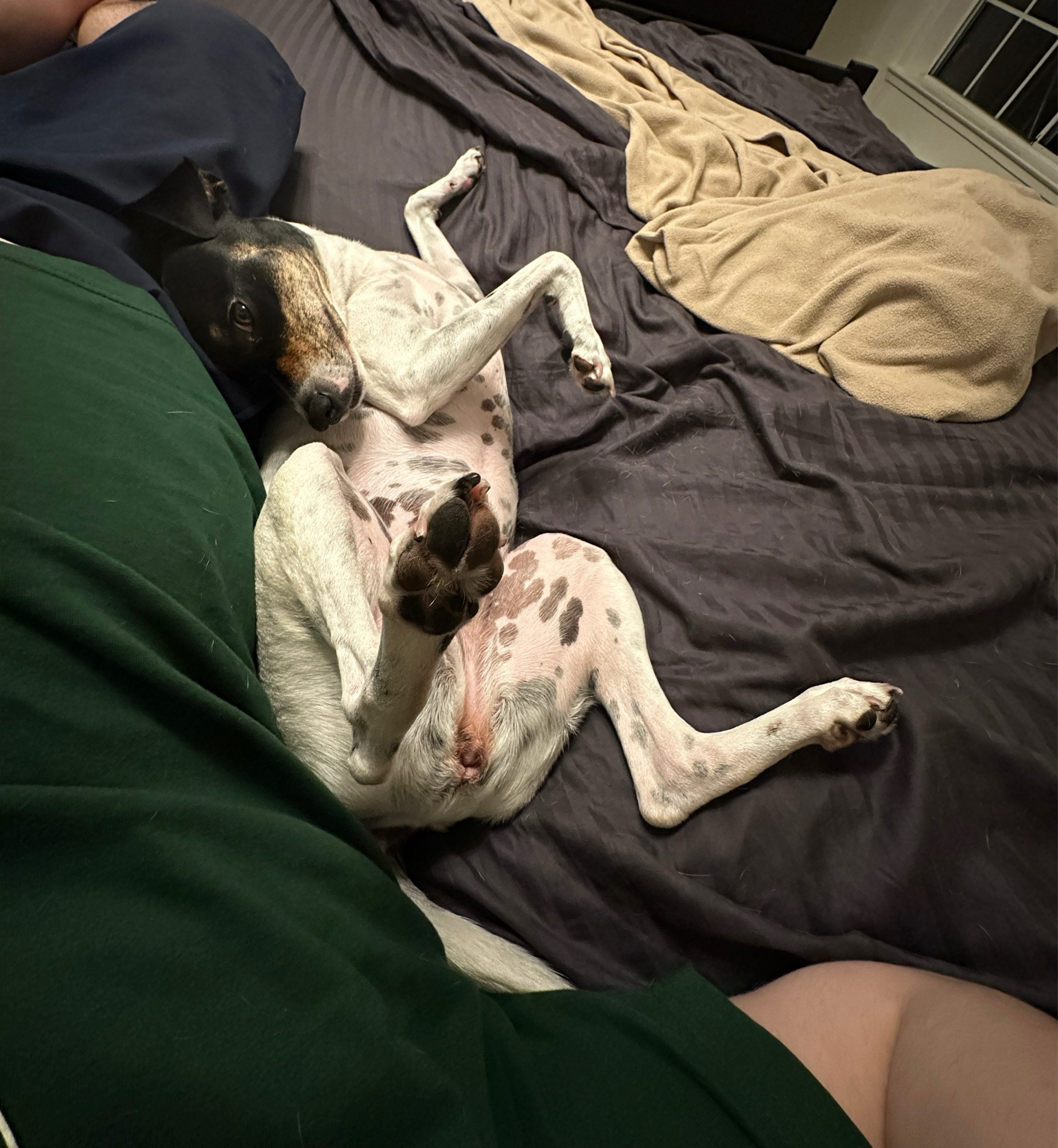 A white and black beagle mix exposes her belly in a strange, contorted position on a human bed