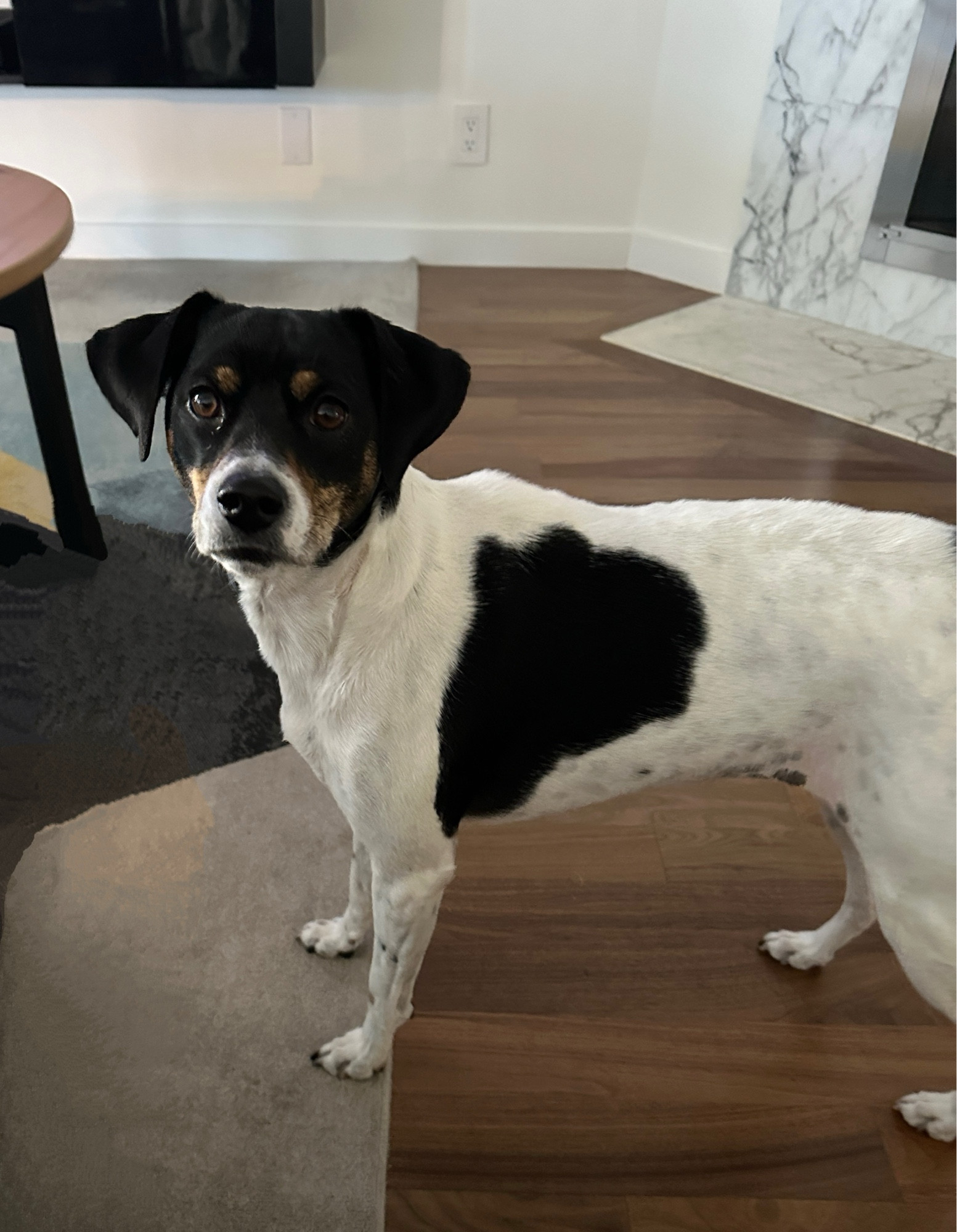 A white and black beagle mix stands in a living room with her head turned toward the camera