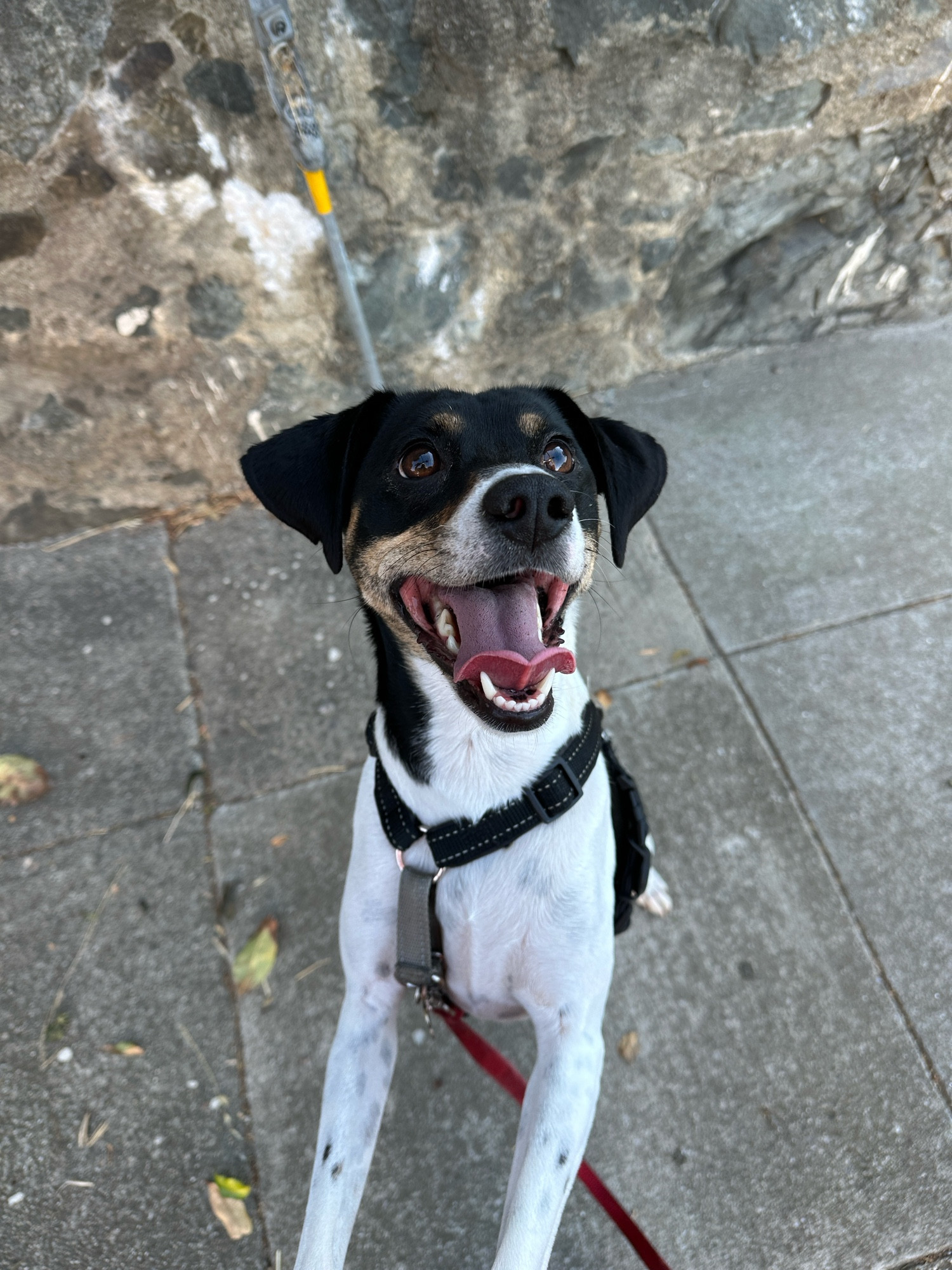 A white and black beagle mix stands up on her hind legs with a big smile on her face