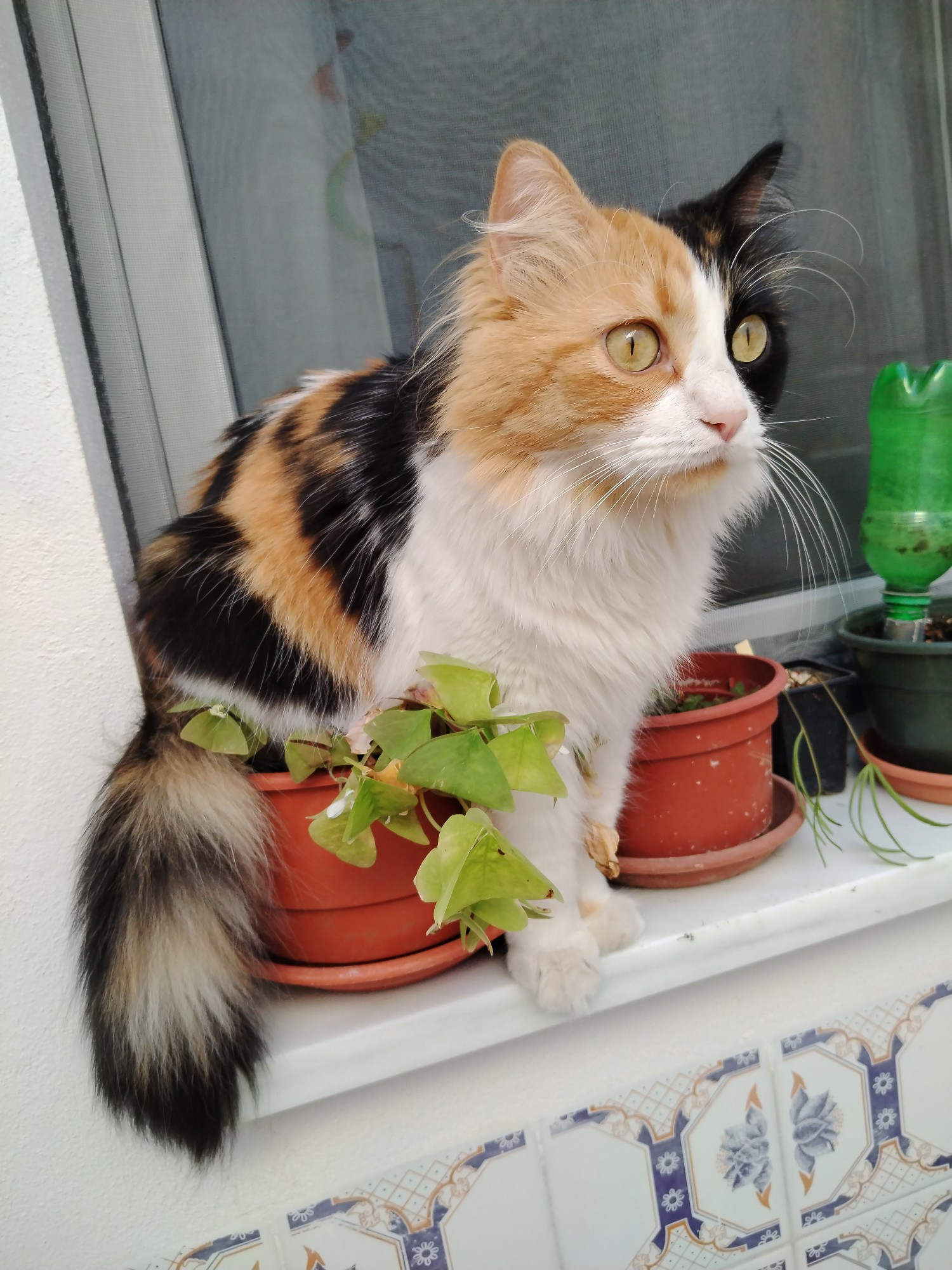 [Fotografía] Gata tricolor mira el horizonte sentada sobre una maceta de tréboles aplastados, su poblada cola se derrama por un lateral y sus blancas patas delanteras se apoyan en el mármol del alféizar. Hay otras macetas a continuación y en el reflejo del cristal se puede ver una revolandeta de colores.