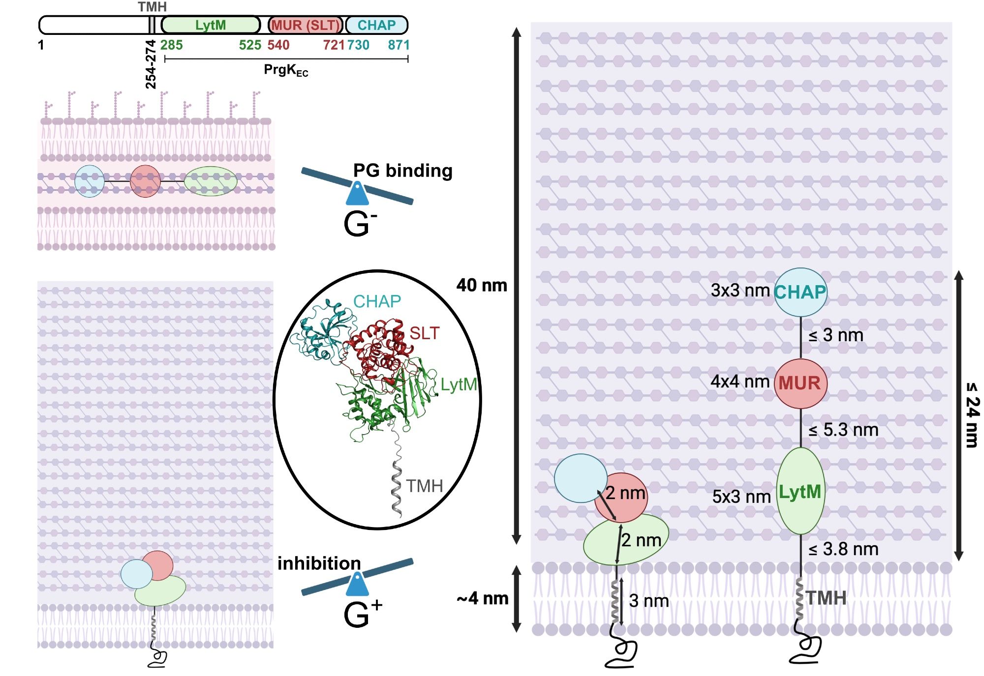 Schematic overview of PrgK function, please check our preprint for details!