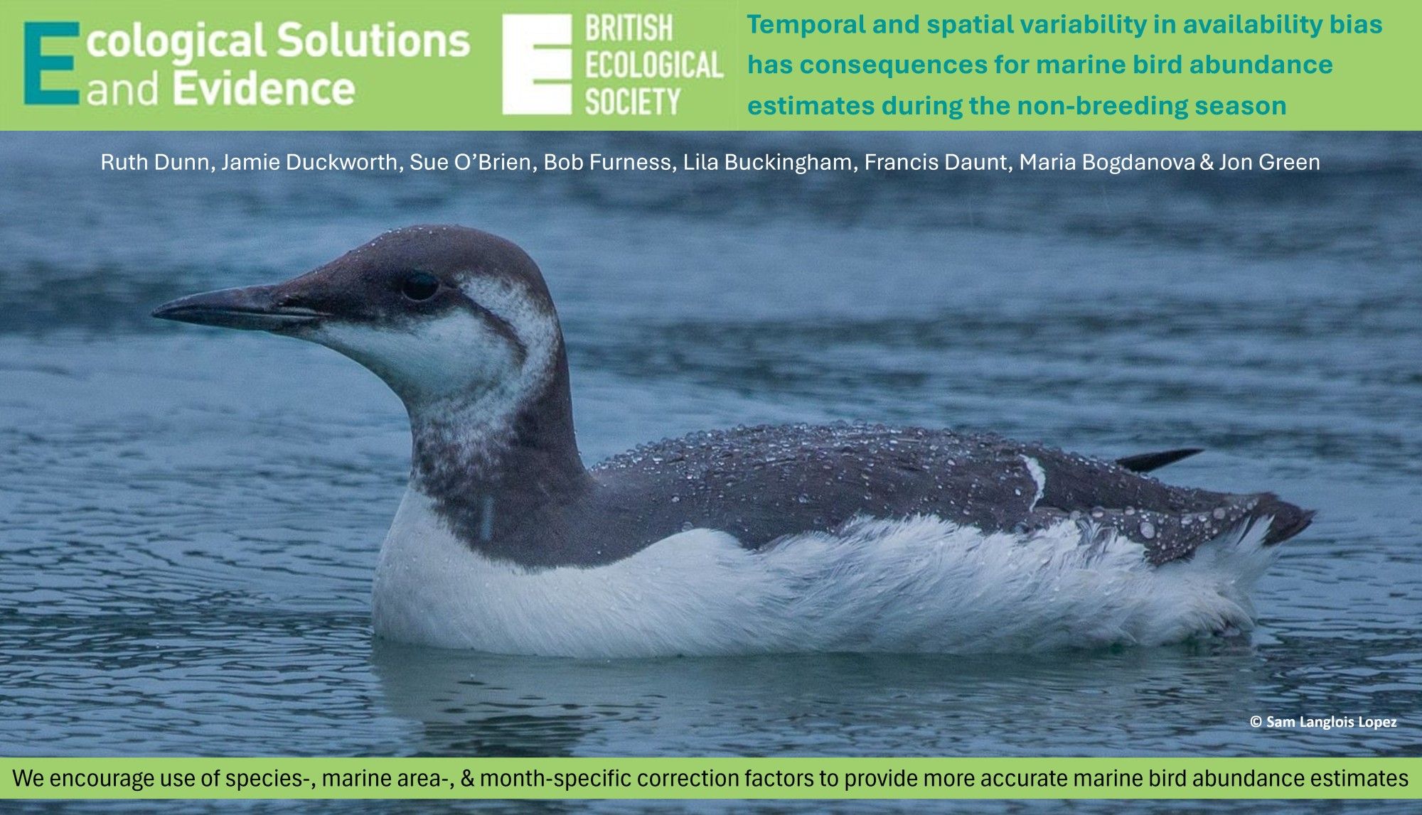 Photo of a guillemot on the sea with the journal title, manuscript title, and author names. Text also reads "we encourage use of species-, marine area-, & month-specific correction factors to provide more accurate marine bird abundance estimates".