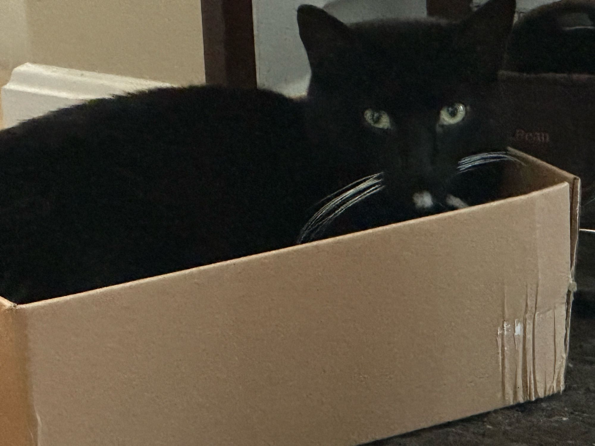 A black car with white whiskers and a white chin is sitting in a large shoebox.