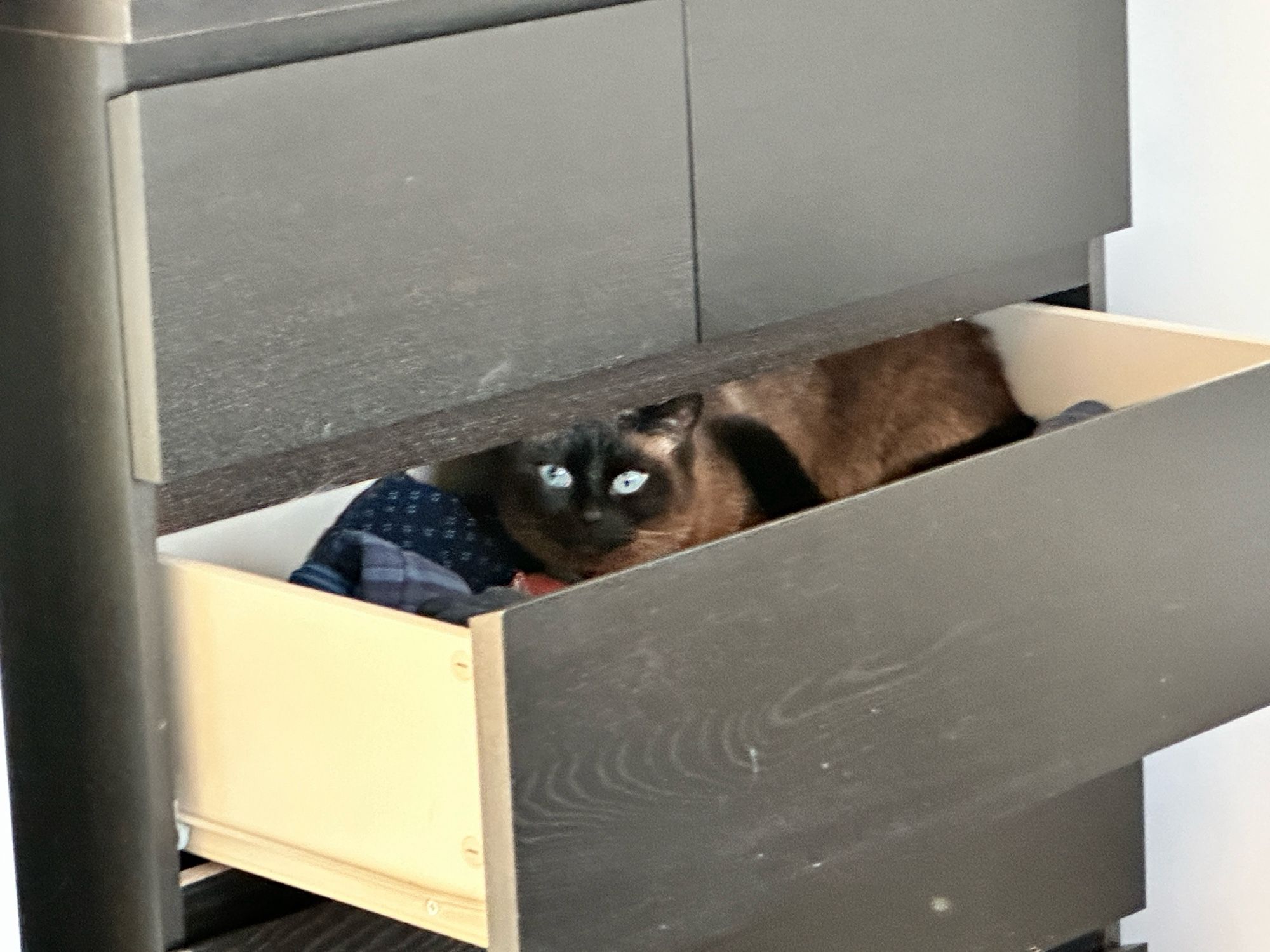 Esme (Siamese) cat sat inside sock drawer