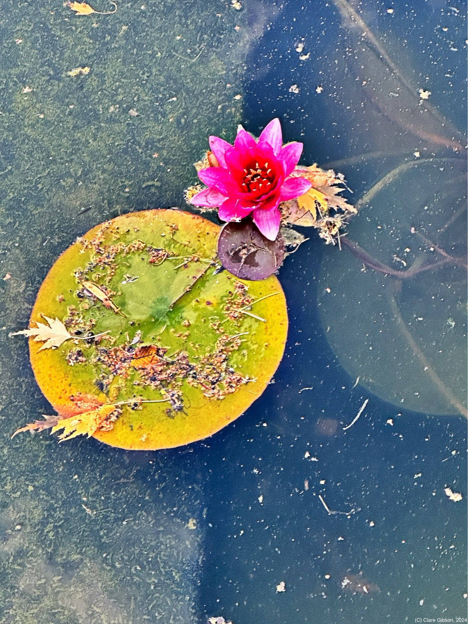 Water lily and pad in pond