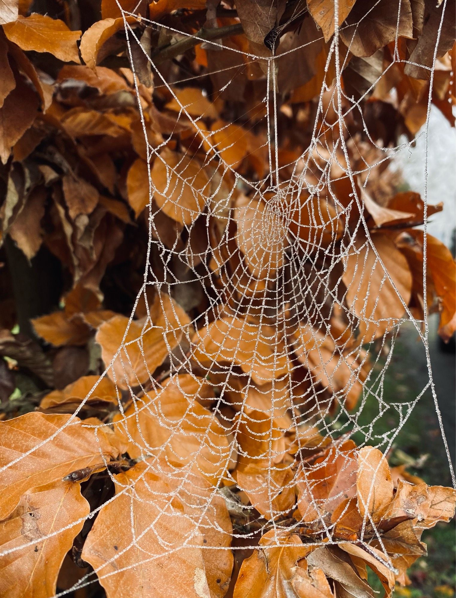 A white, frosted spiderweb against brown leaves of a copper beech hedge.