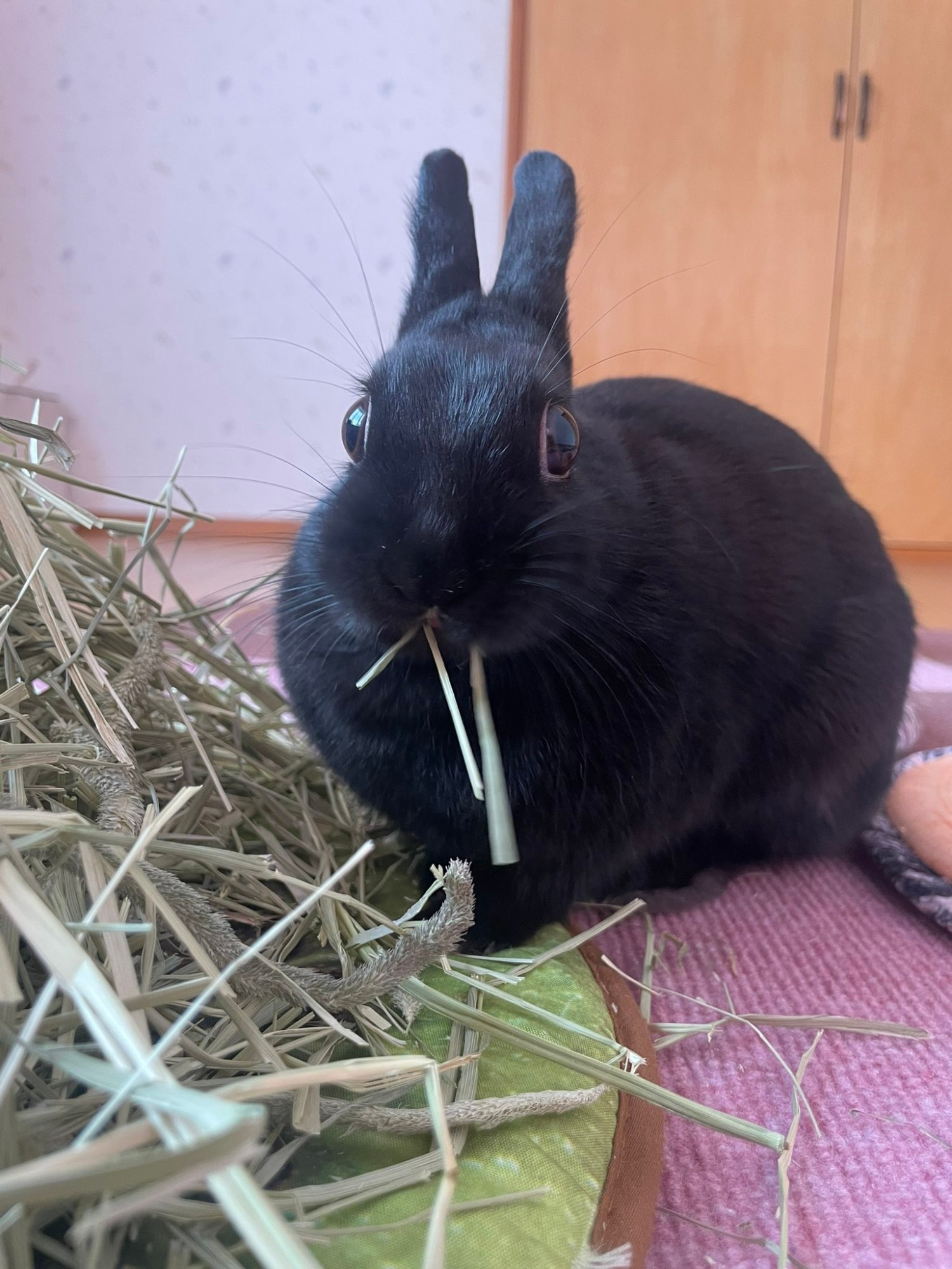 A black bunny eating hay. Its eyes are very big n round