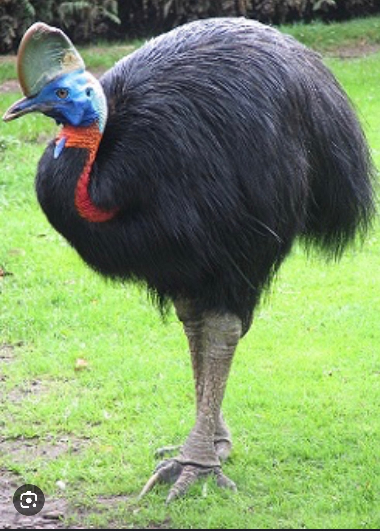 A cassowary bird