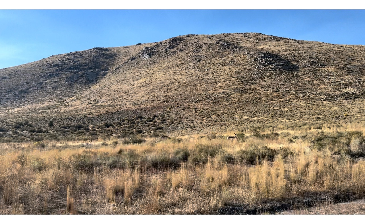 8-12 Antelope grazing on yellow cheat grass in rolling hills of Nevada