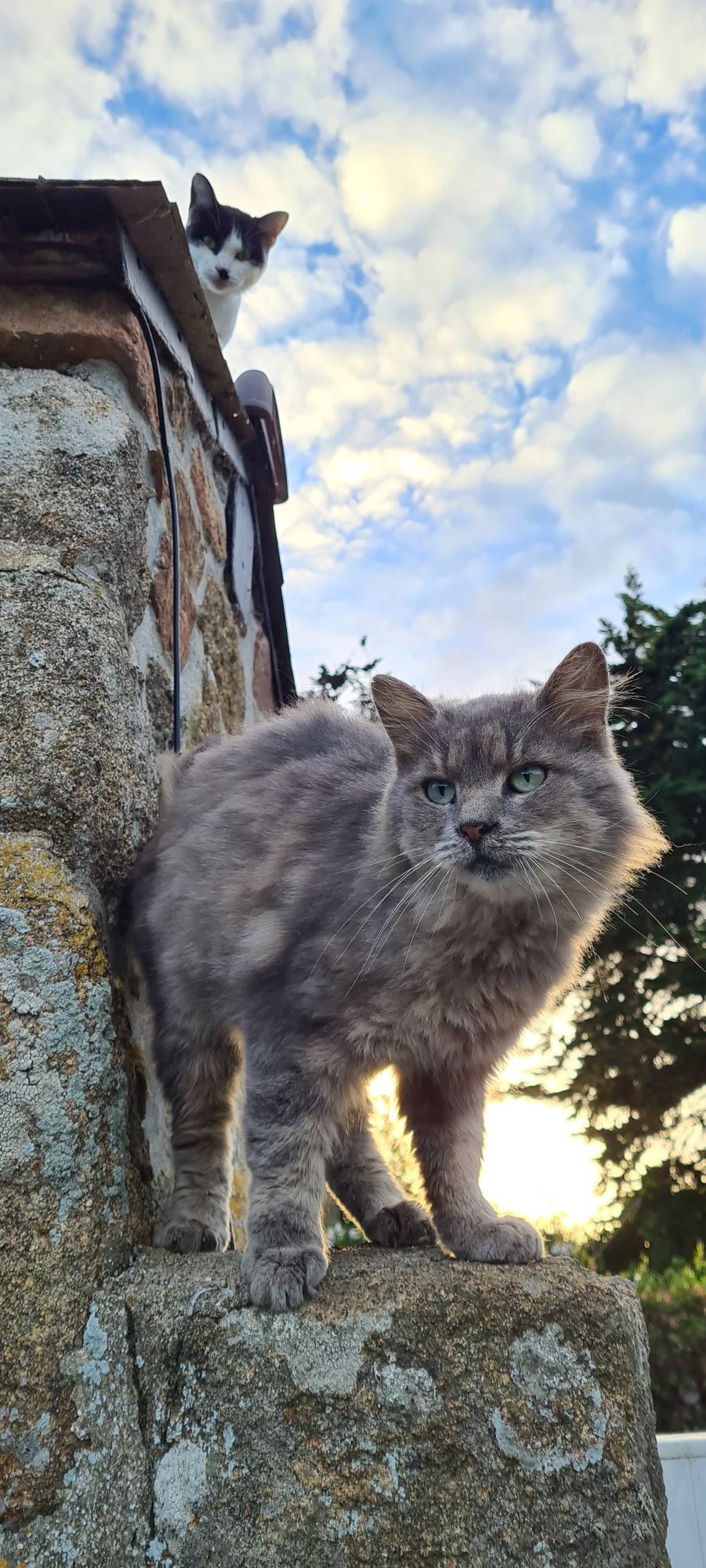 Un trop joli chat grisaux yeux verts sur un mur de pierre au soleil couchant avec un autre chat qui le regarde de plus haut