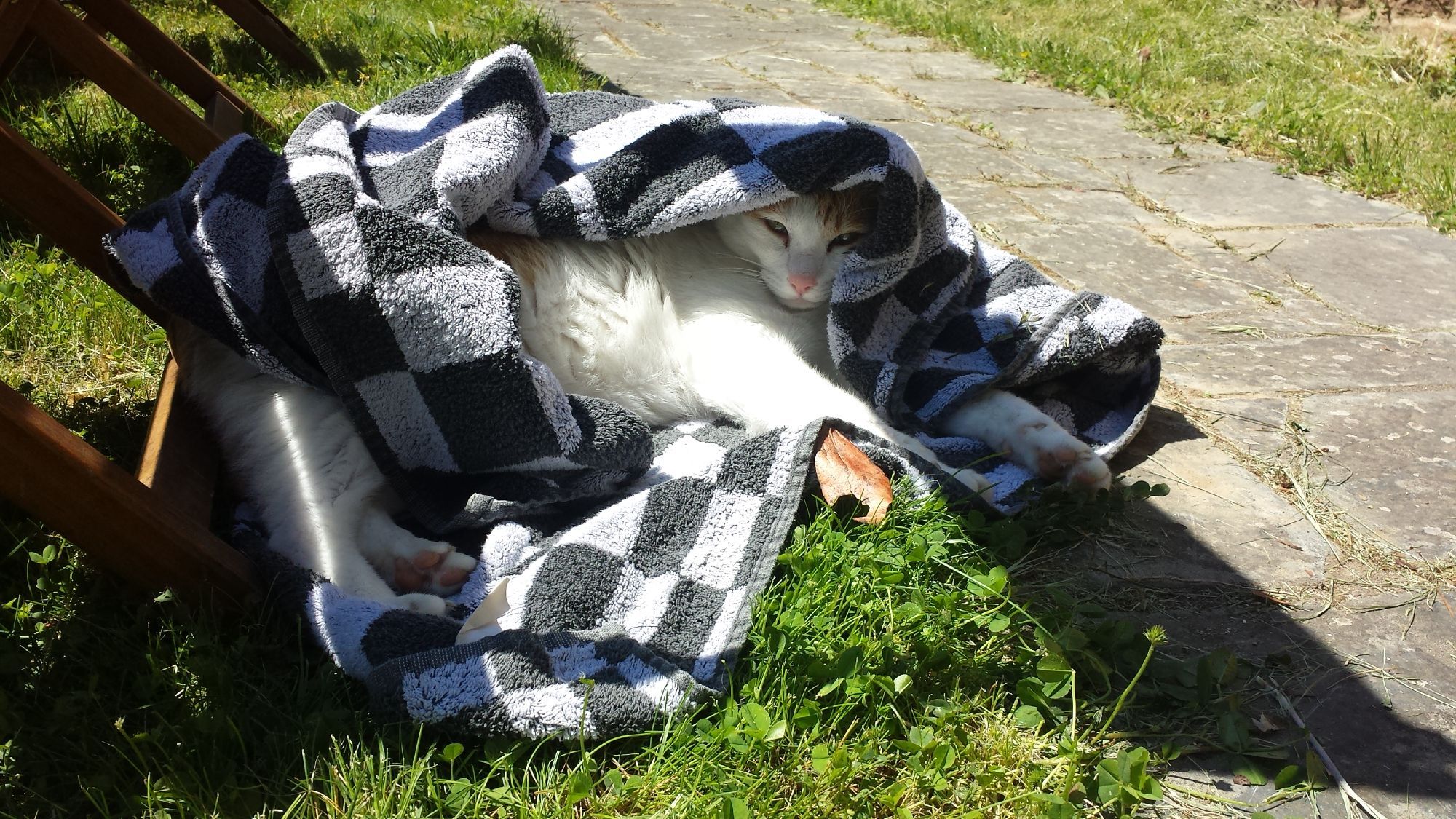 un bon gros chat roux et blanc empêtré dans une serviette de plage. Il a pas l'air mécontent.