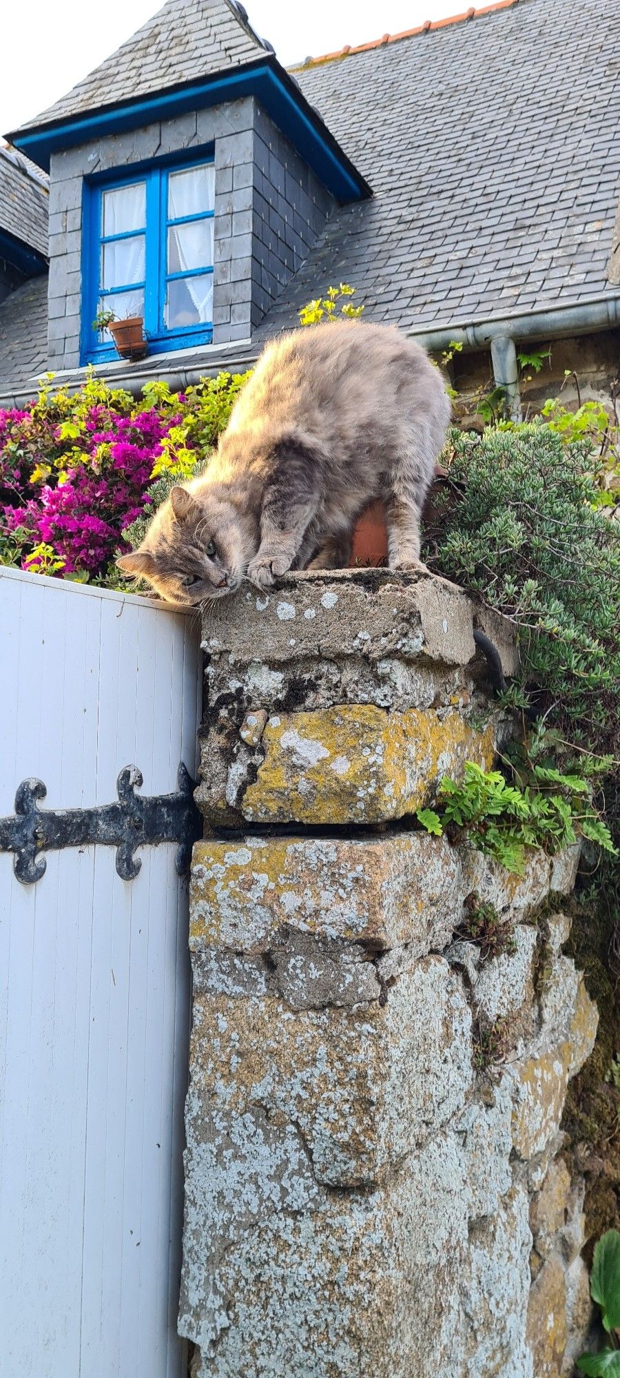 Le même chat gris qui se frotte avec délectation sur la porte en fermant les yeux