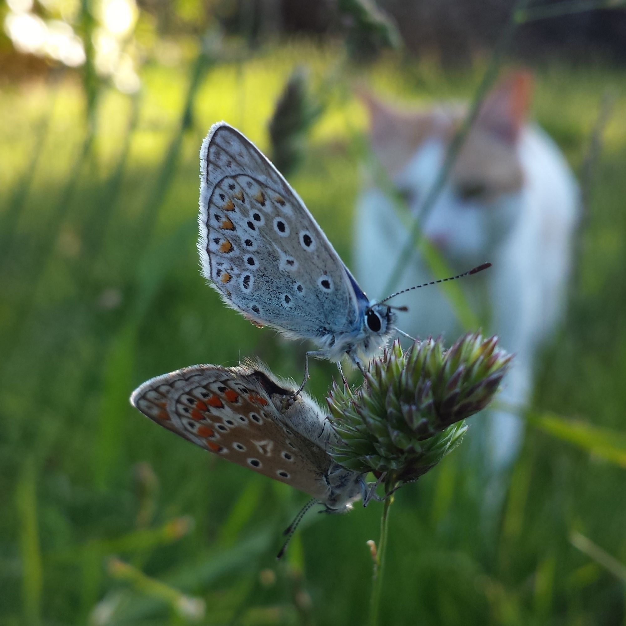 un chat roux et blanc flou qui s'approche d'un couple de papillons posés sur une graminée, qui viennent juste de copuler comme des malpropres.