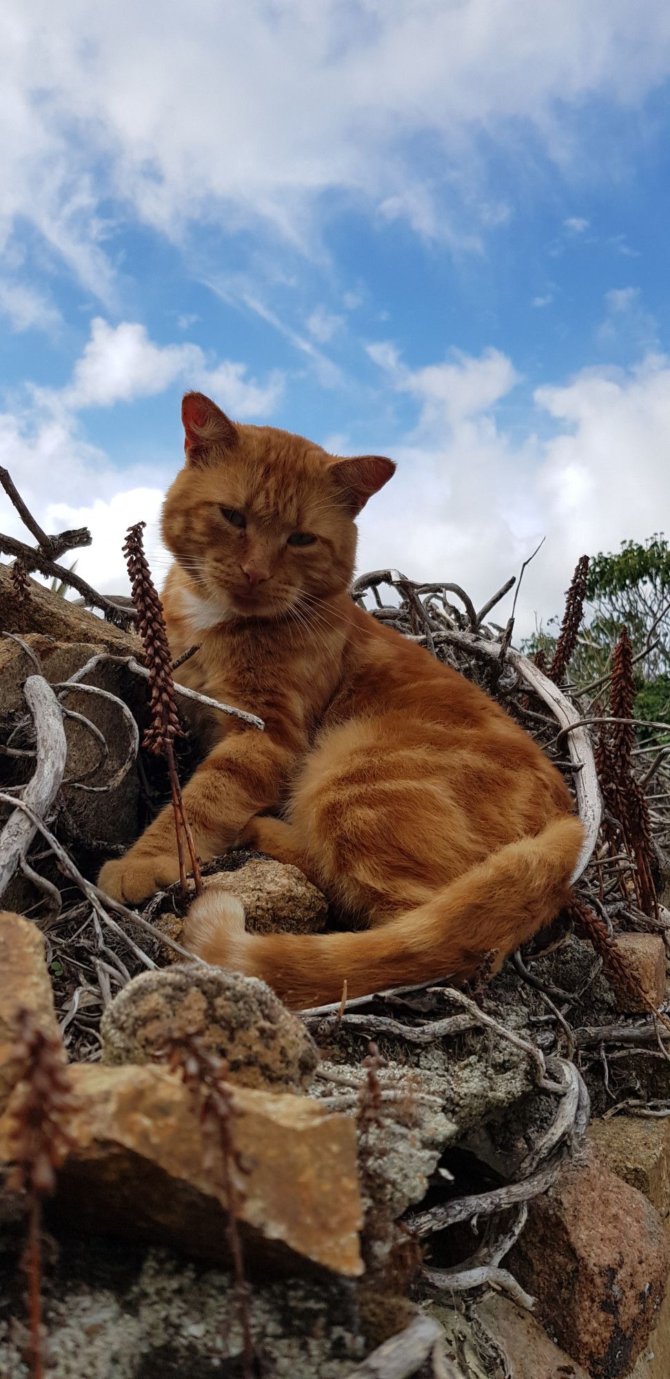 un bon gros chat roux perché sur un mur de pierre